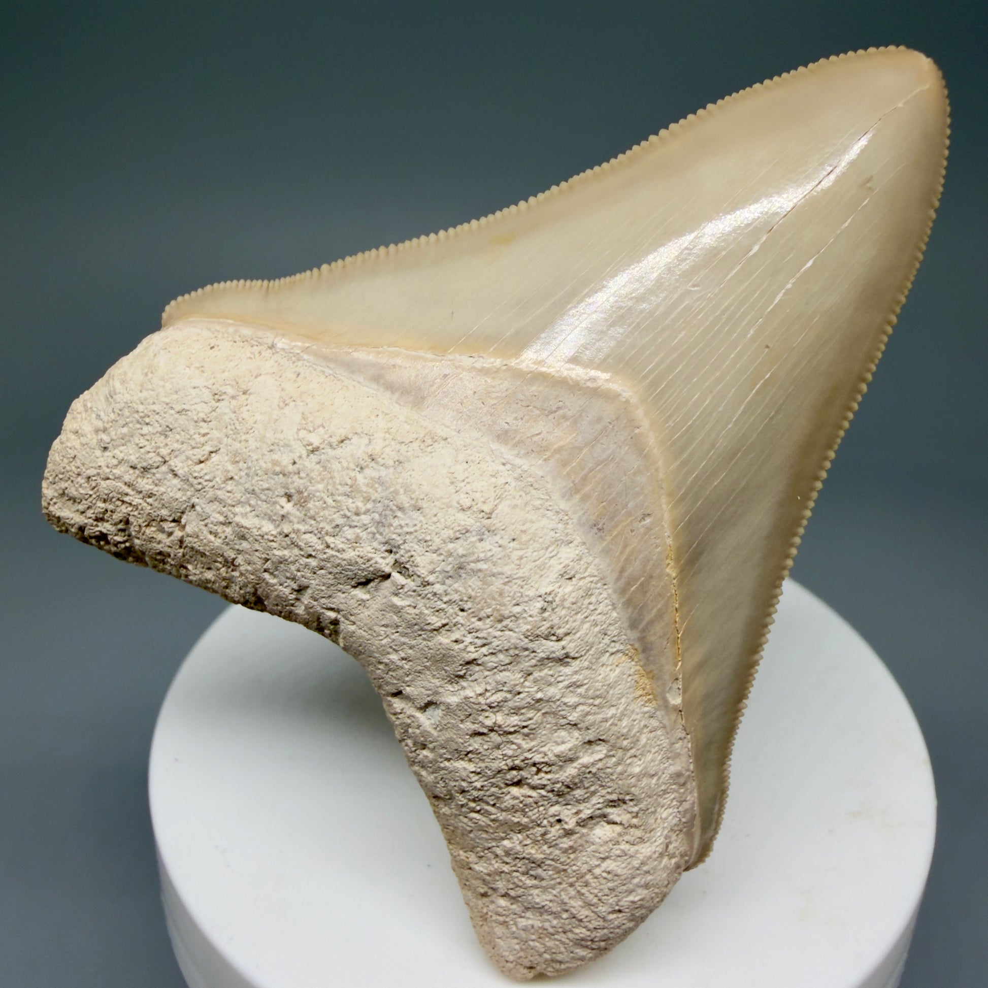 Front View Light colors, sharply serrated 2.69" Fossil Megalodon Shark Tooth - Bone Valley, Florida CM5911 - 4