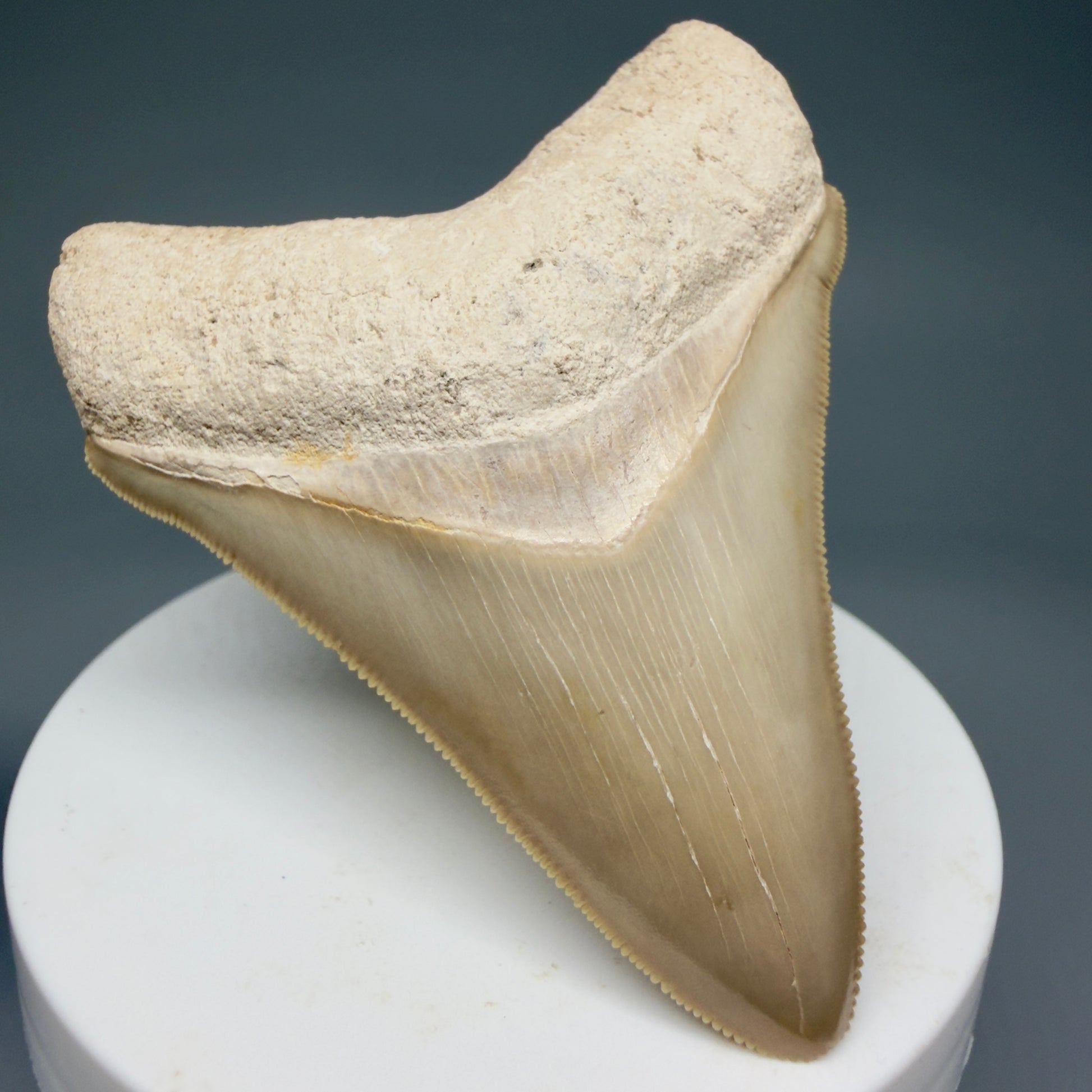 Front Left View Light colors, sharply serrated 2.69" Fossil Megalodon Shark Tooth - Bone Valley, Florida CM5911