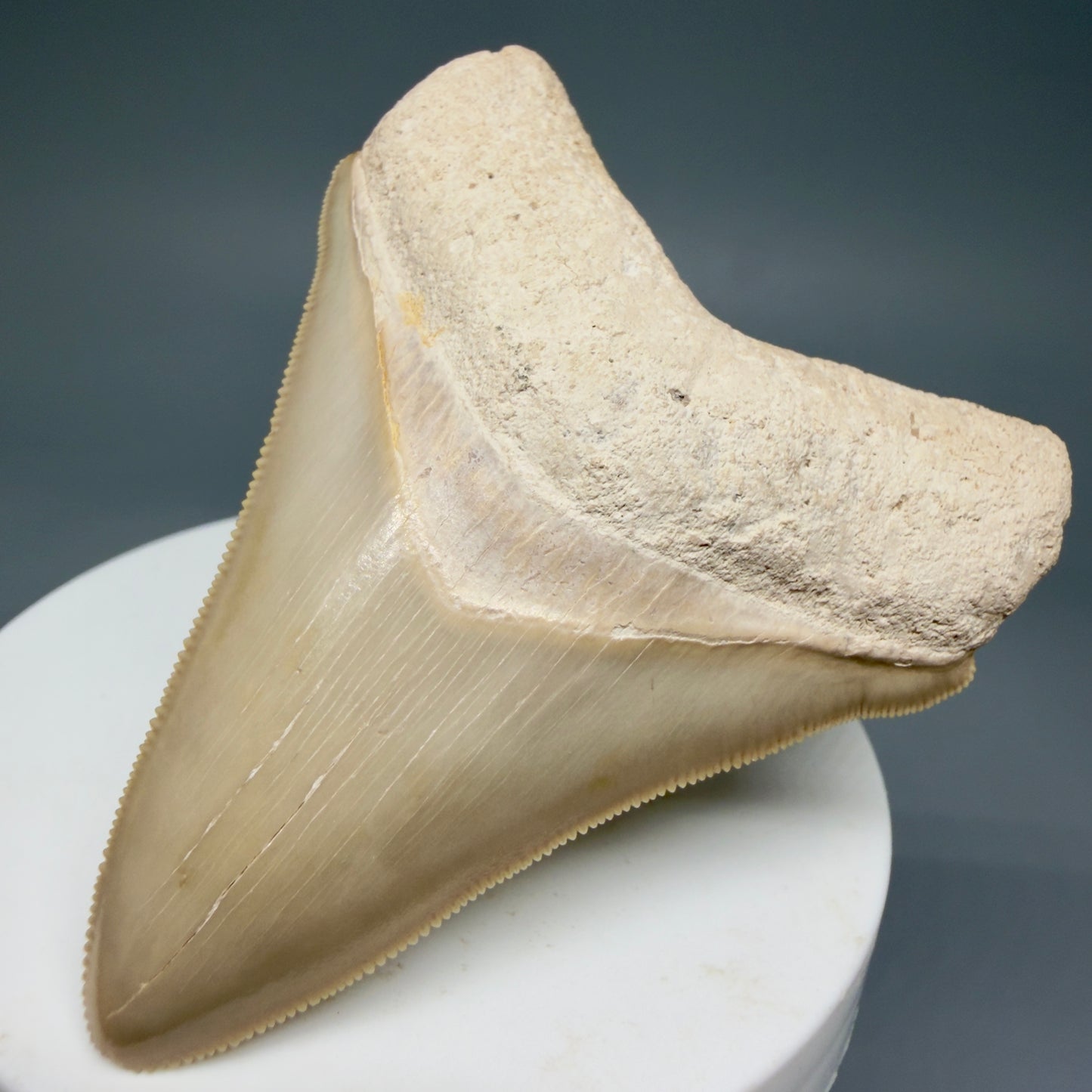 Front Right View Light colors, sharply serrated 2.69" Fossil Megalodon Shark Tooth - Bone Valley, Florida CM5911