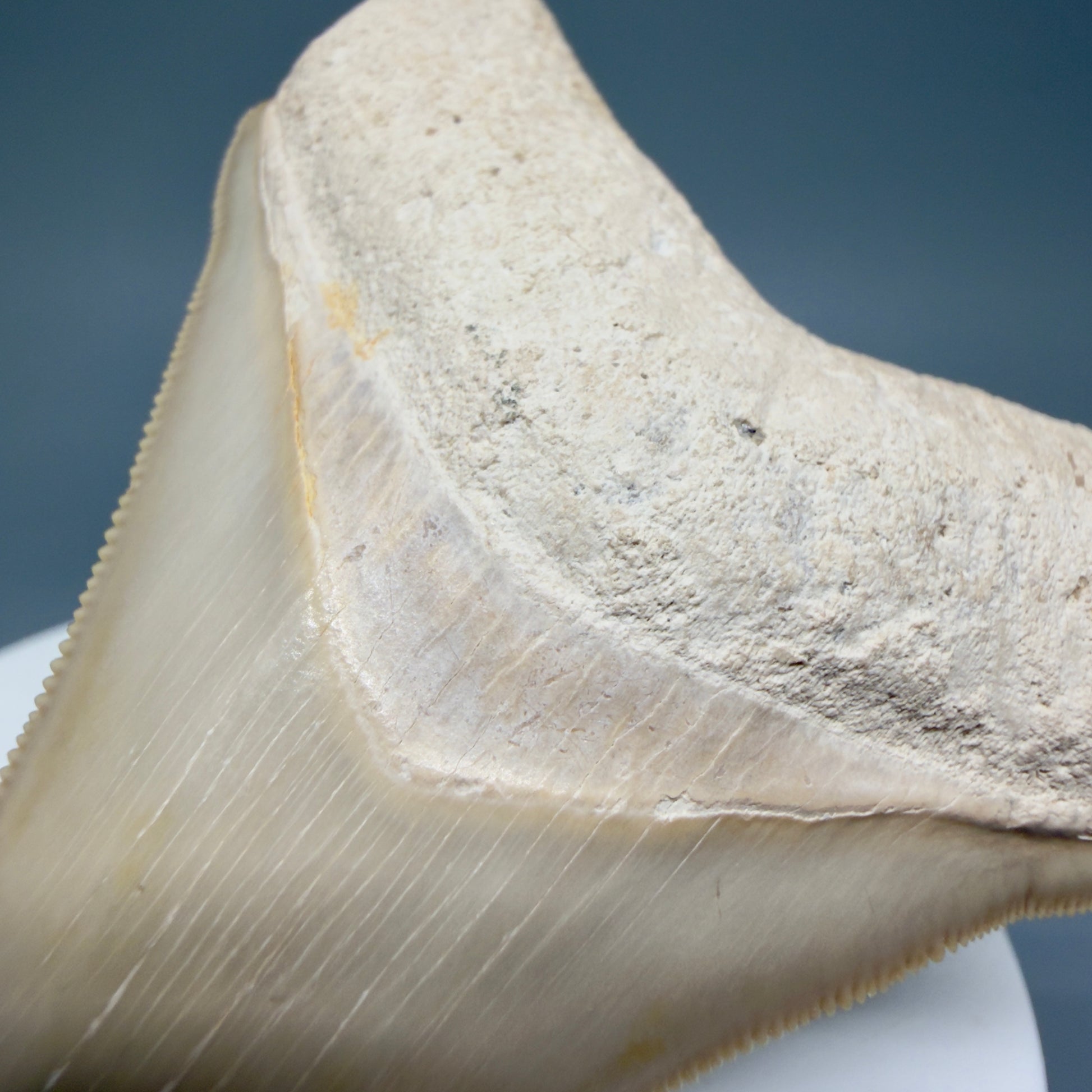 Bourlette detail Light colors, sharply serrated 2.69" Fossil Megalodon Shark Tooth - Bone Valley, Florida CM5911 