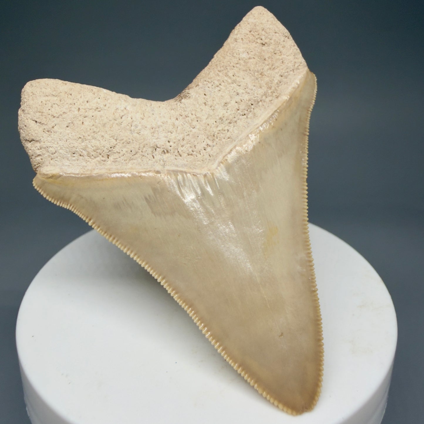 Back Left View Light colors, sharply serrated 2.69" Fossil Megalodon Shark Tooth - Bone Valley, Florida CM5911