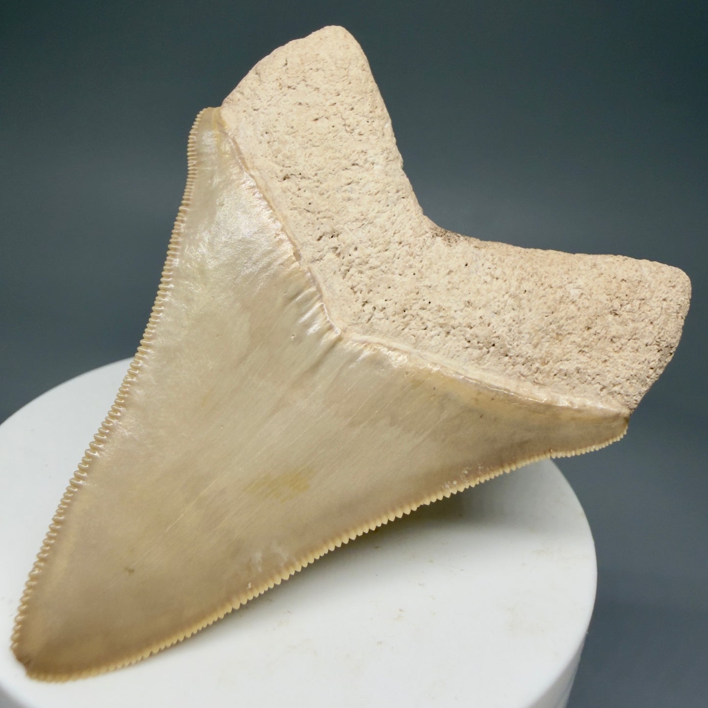 Back Right View Light colors, sharply serrated 2.69" Fossil Megalodon Shark Tooth - Bone Valley, Florida CM5911