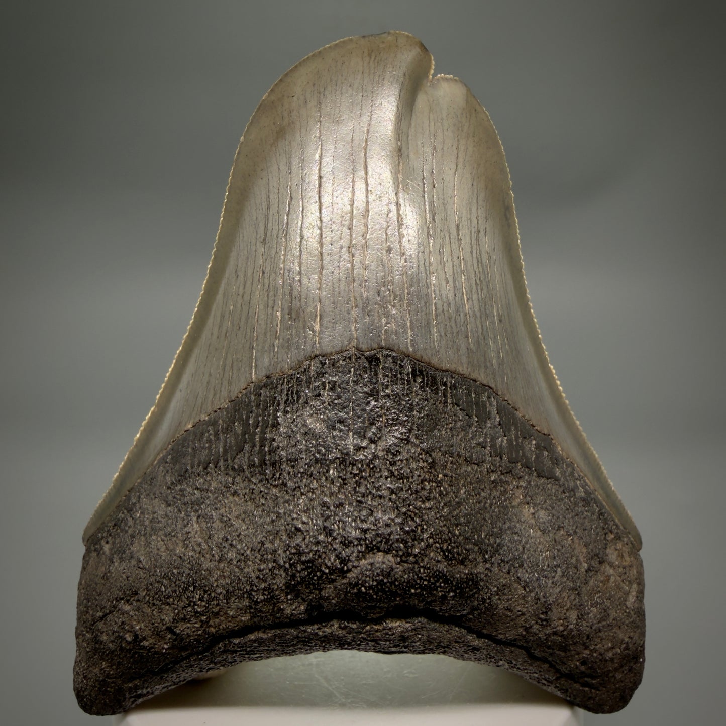 Front View Collector's Quality, RARE Deformed 3.75" Fossil Megalodon Tooth - Georgia CM6385 - 3