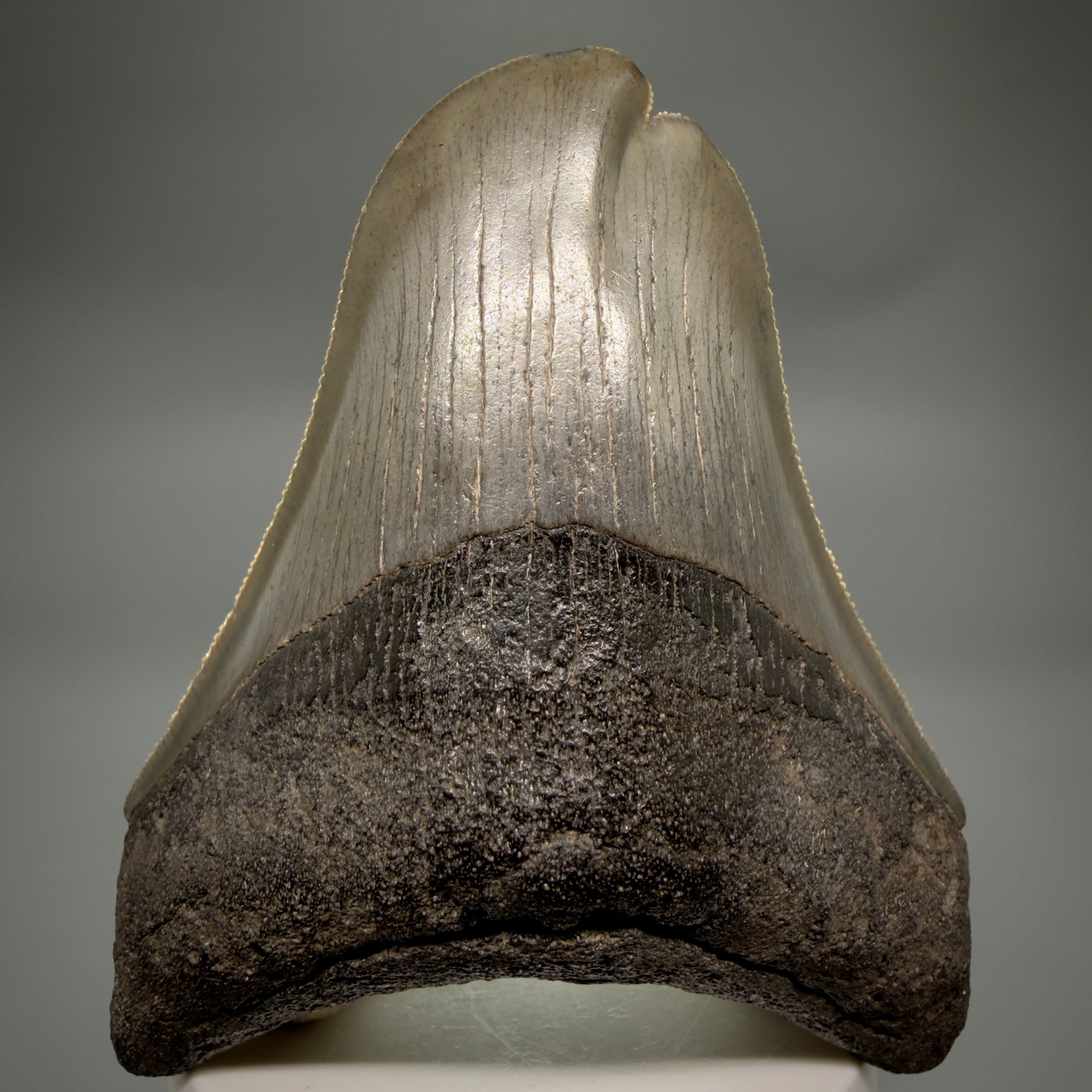 Front View Collector's Quality, RARE Deformed 3.75" Fossil Megalodon Tooth - Georgia CM6385 - 3