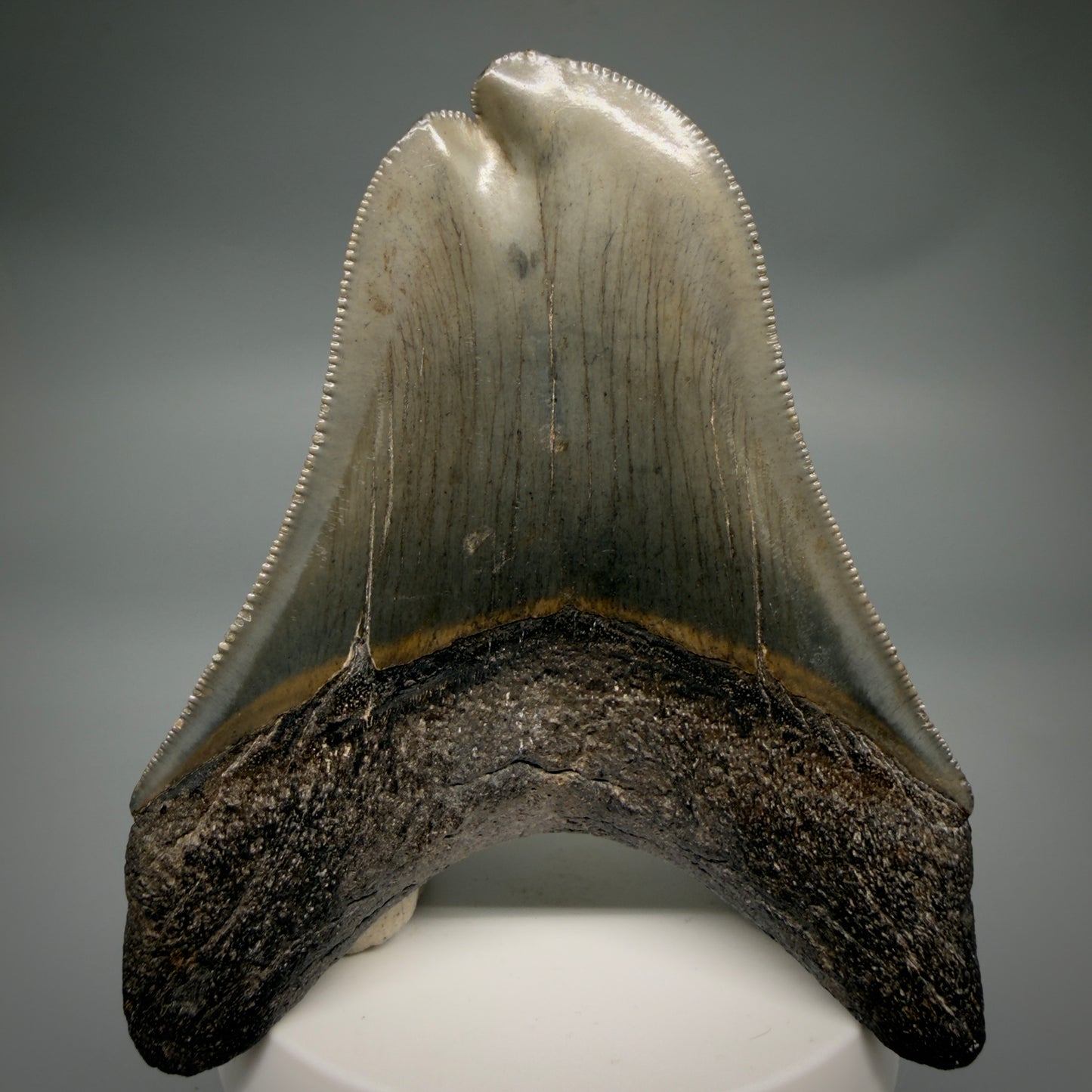 Back View Collector's Quality, RARE Deformed 3.75" Fossil Megalodon Tooth - Georgia CM6385 - 2