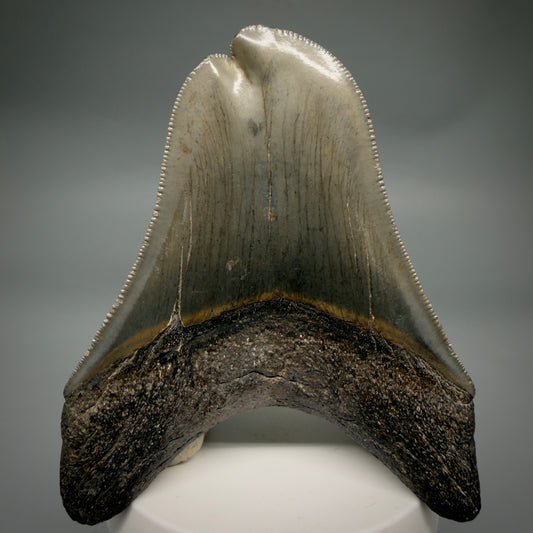 Back View Collector's Quality, RARE Deformed 3.75" Fossil Megalodon Tooth - Georgia CM6385 - 2