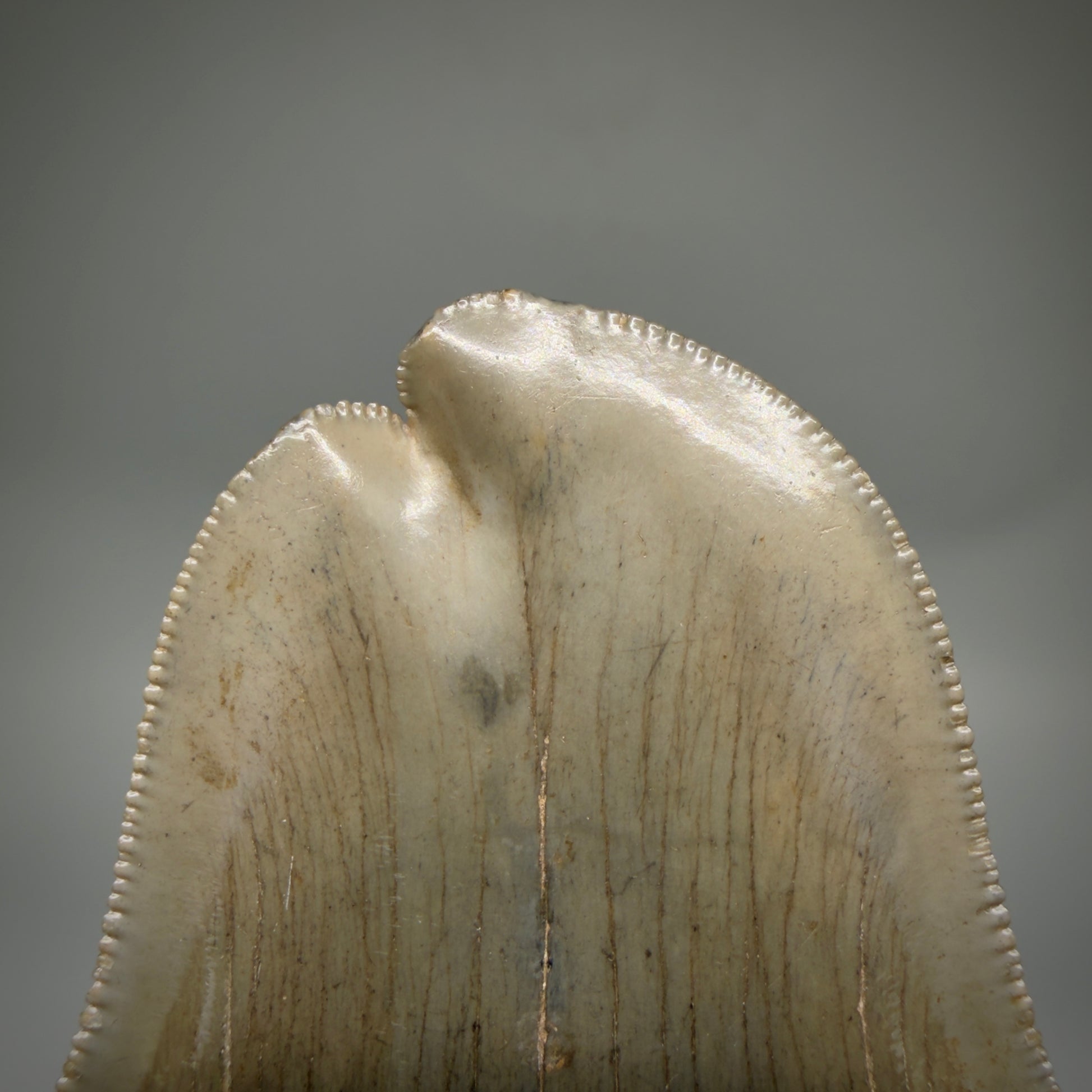 Tip detail View Collector's Quality, RARE Deformed 3.75" Fossil Megalodon Tooth - Georgia CM6385 - 2