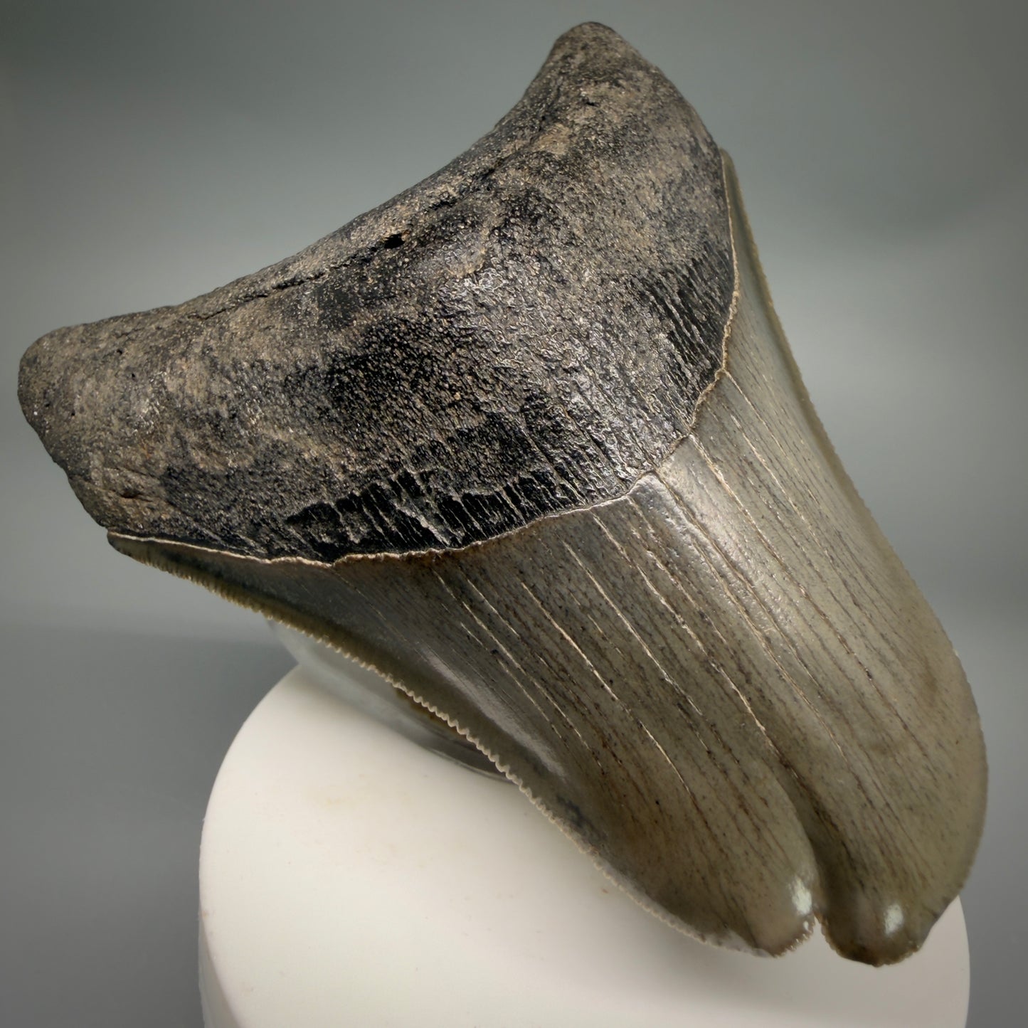 Front Left View Collector's Quality, RARE Deformed 3.75" Fossil Megalodon Tooth - Georgia CM6385