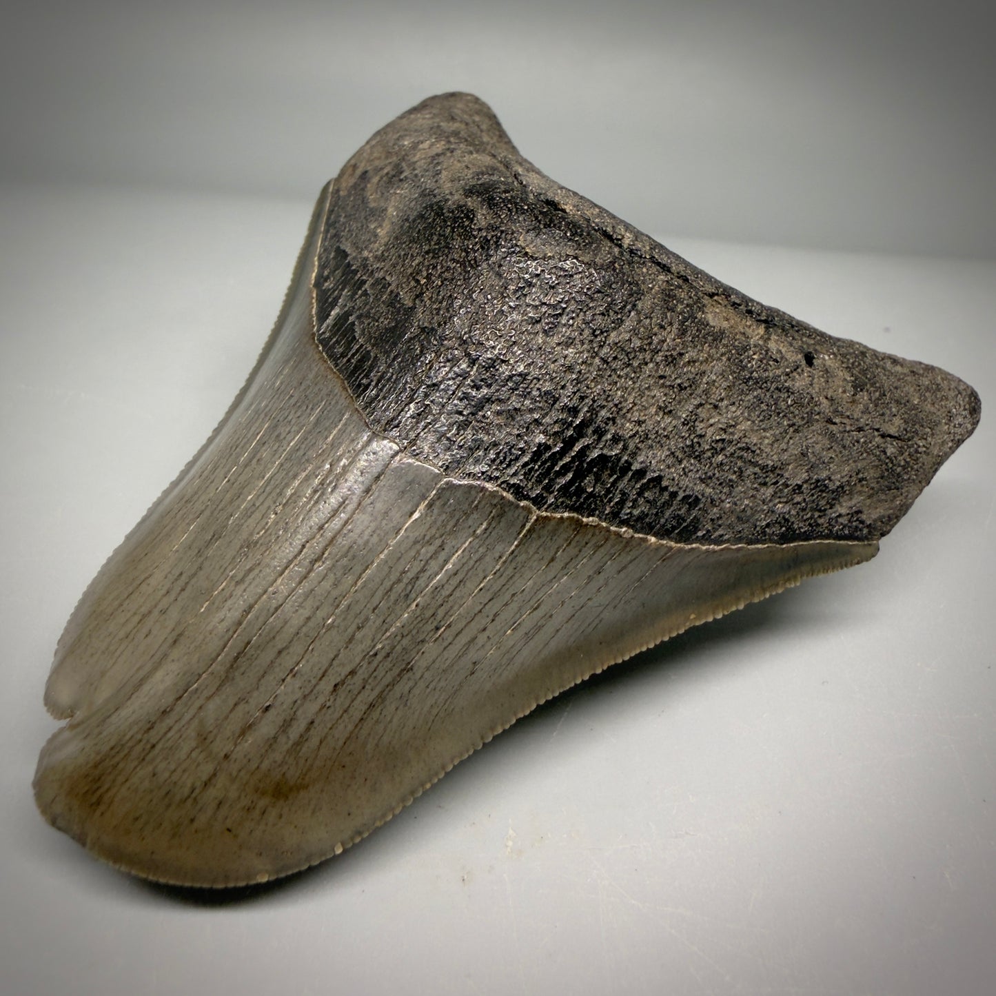 Front Right View Collector's Quality, RARE Deformed 3.75" Fossil Megalodon Tooth - Georgia CM6385