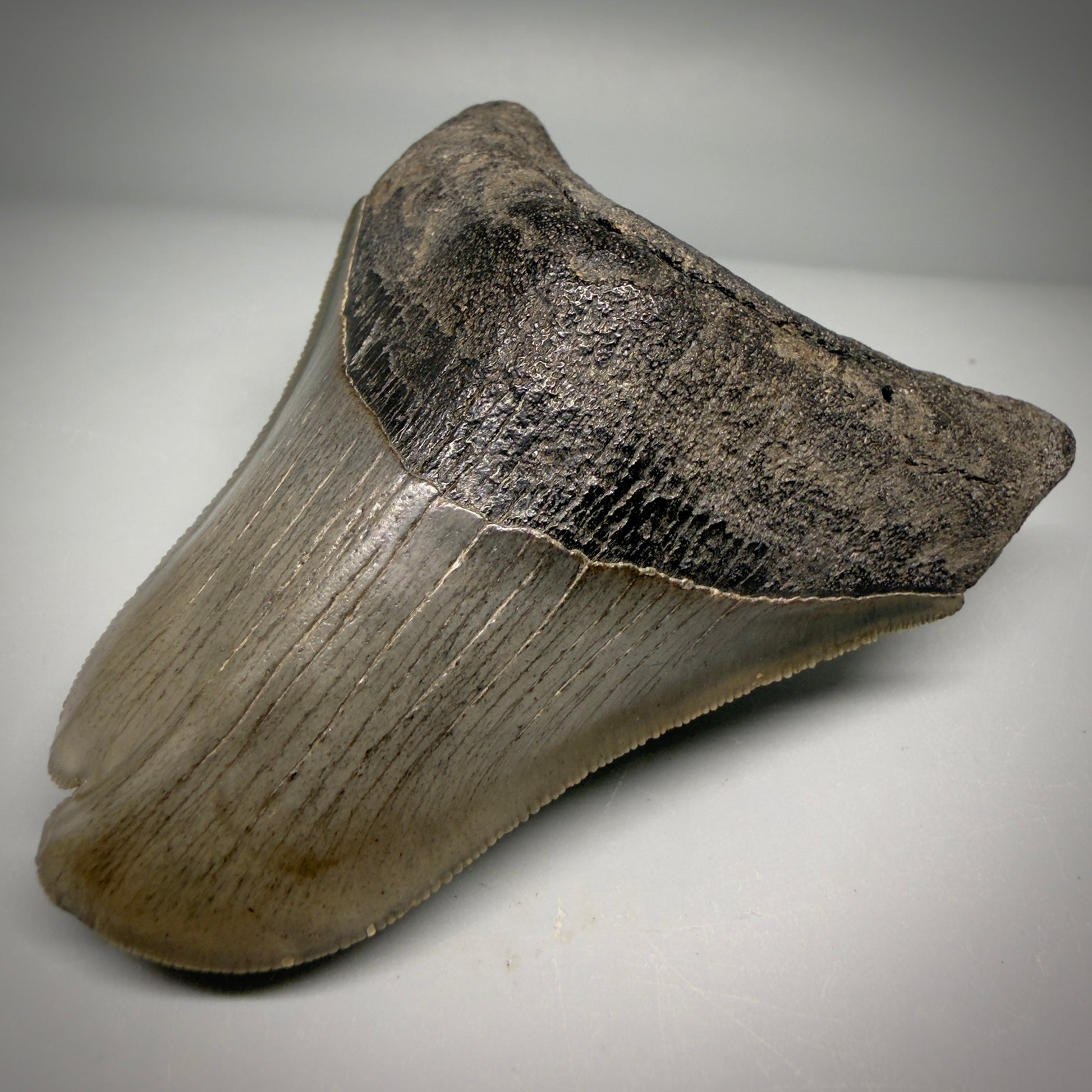 Front Right View Collector's Quality, RARE Deformed 3.75" Fossil Megalodon Tooth - Georgia CM6385