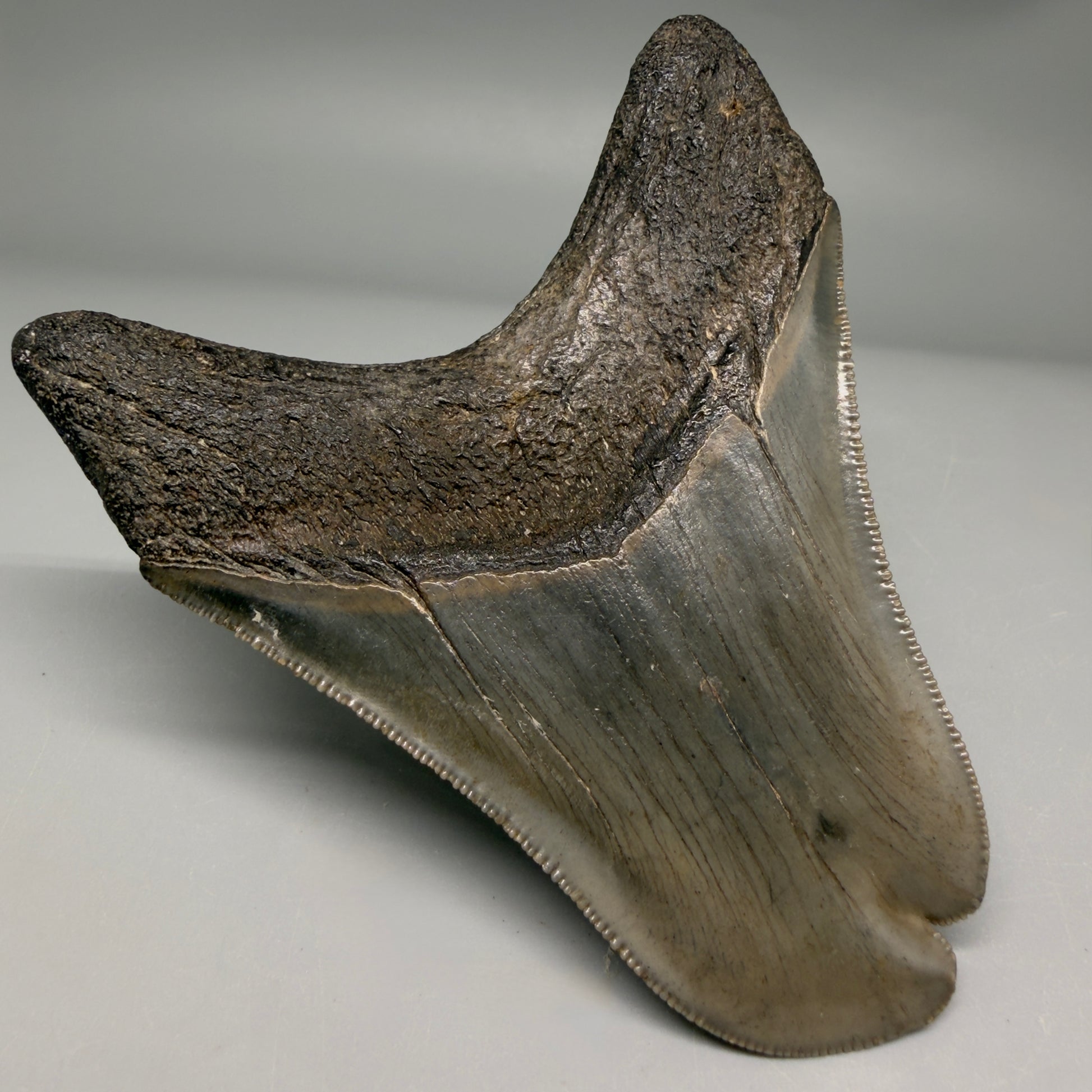 Back Left View Collector's Quality, RARE Deformed 3.75" Fossil Megalodon Tooth - Georgia CM6385