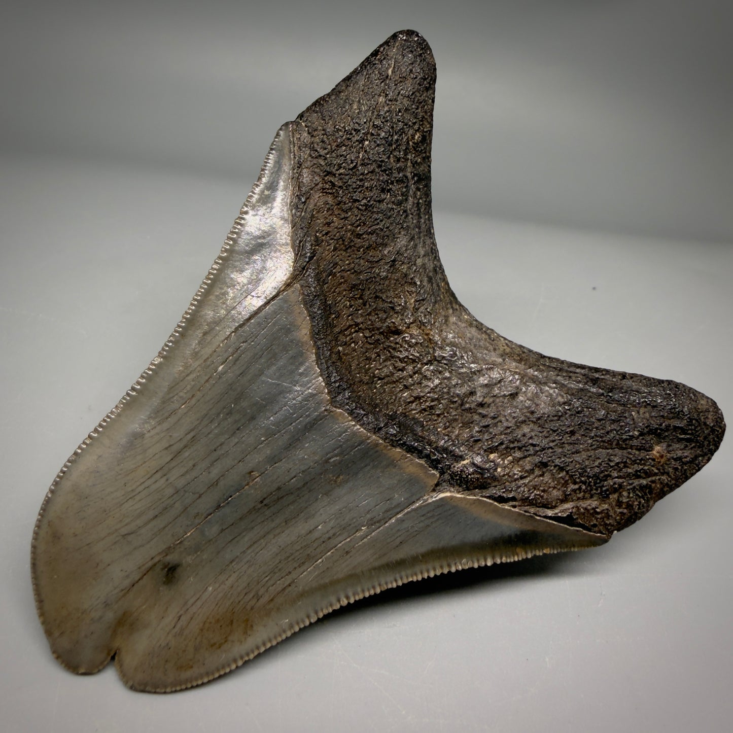 Back Right View Collector's Quality, RARE Deformed 3.75" Fossil Megalodon Tooth - Georgia CM6385