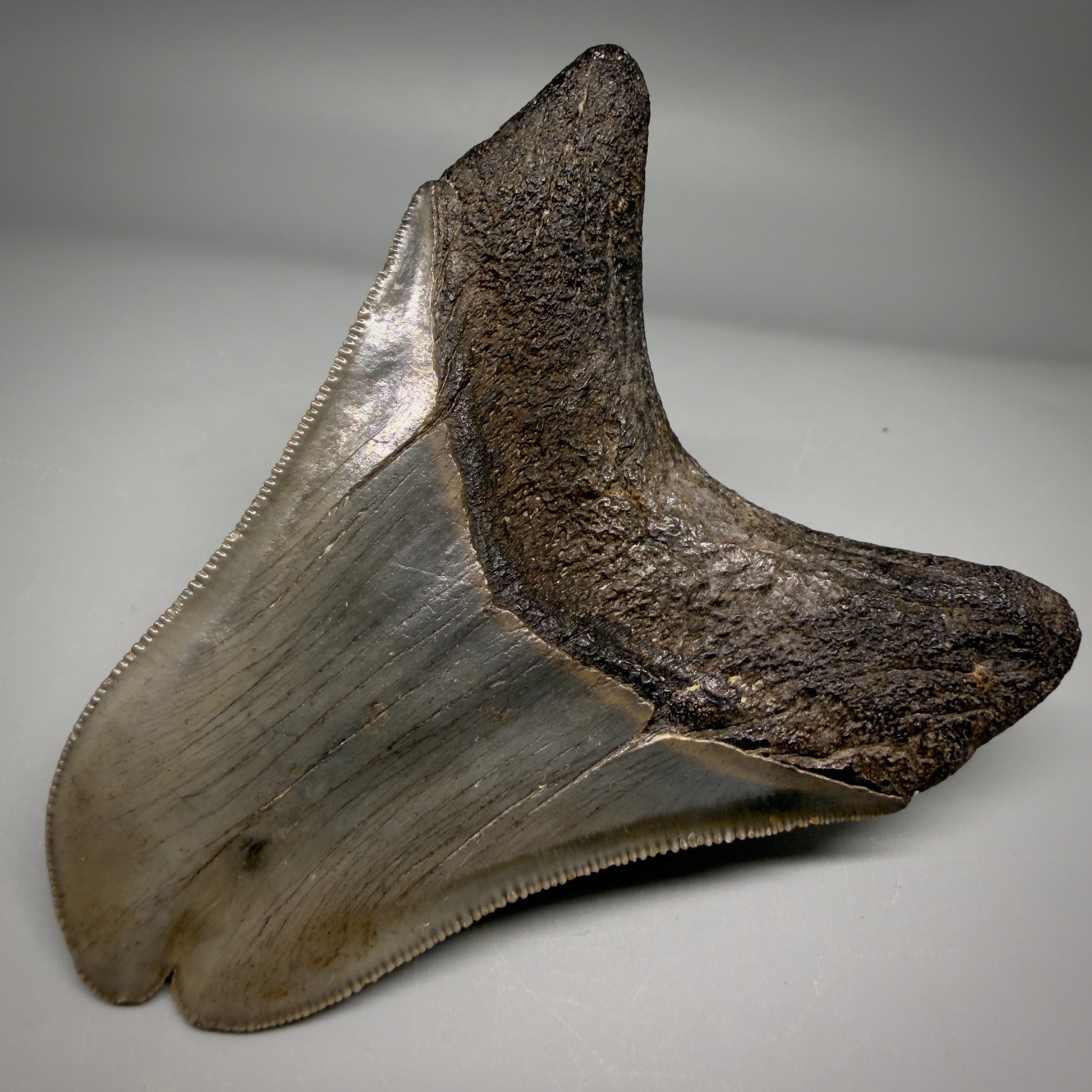 Back Right View Collector's Quality, RARE Deformed 3.75" Fossil Megalodon Tooth - Georgia CM6385