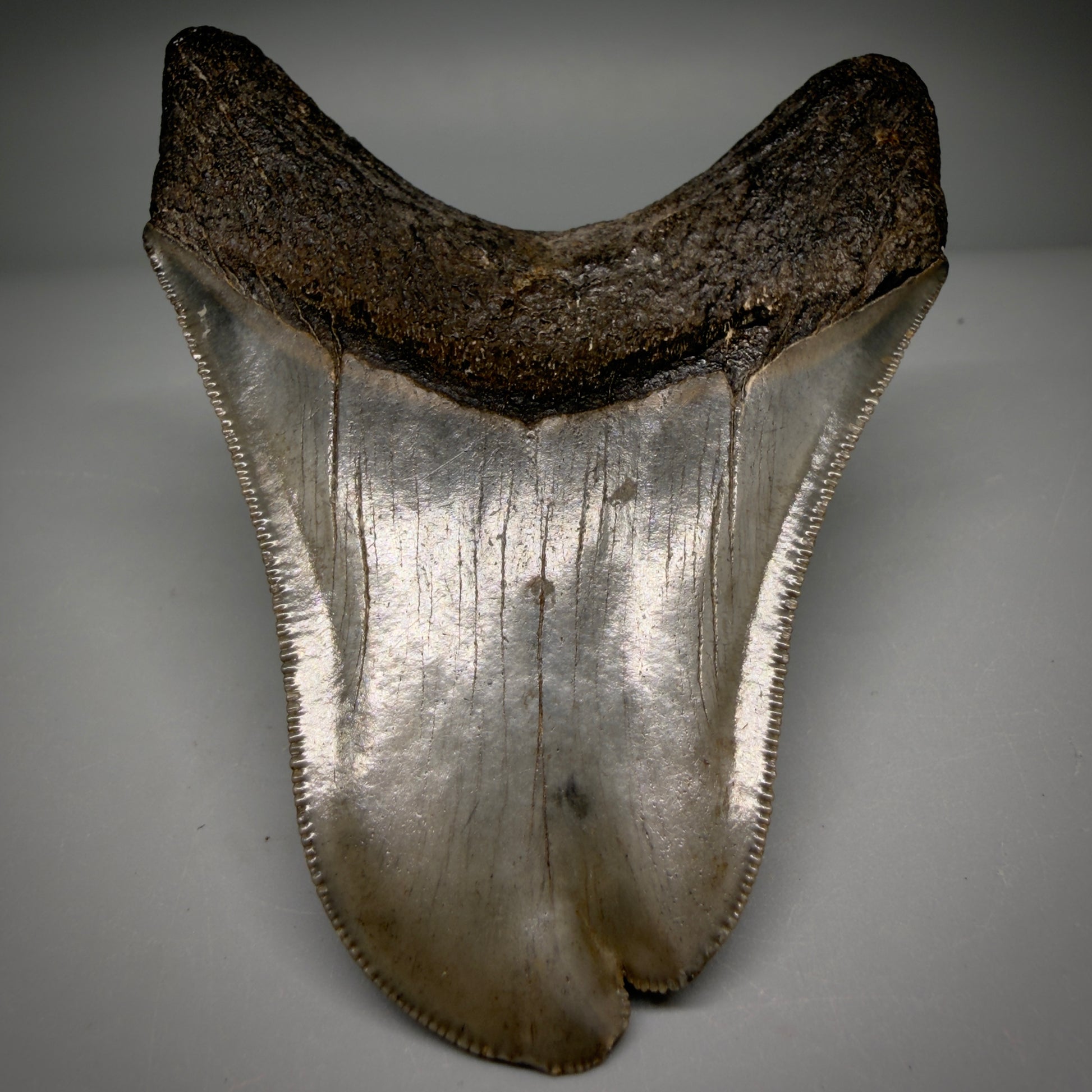 Back View Collector's Quality, RARE Deformed 3.75" Fossil Megalodon Tooth - Georgia CM6385 1 