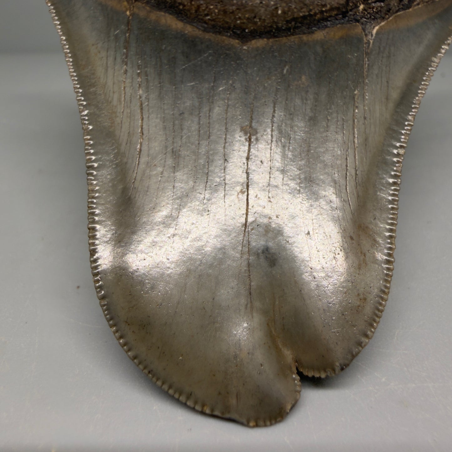 Tip Detail View Collector's Quality, RARE Deformed 3.75" Fossil Megalodon Tooth - Georgia CM6385 