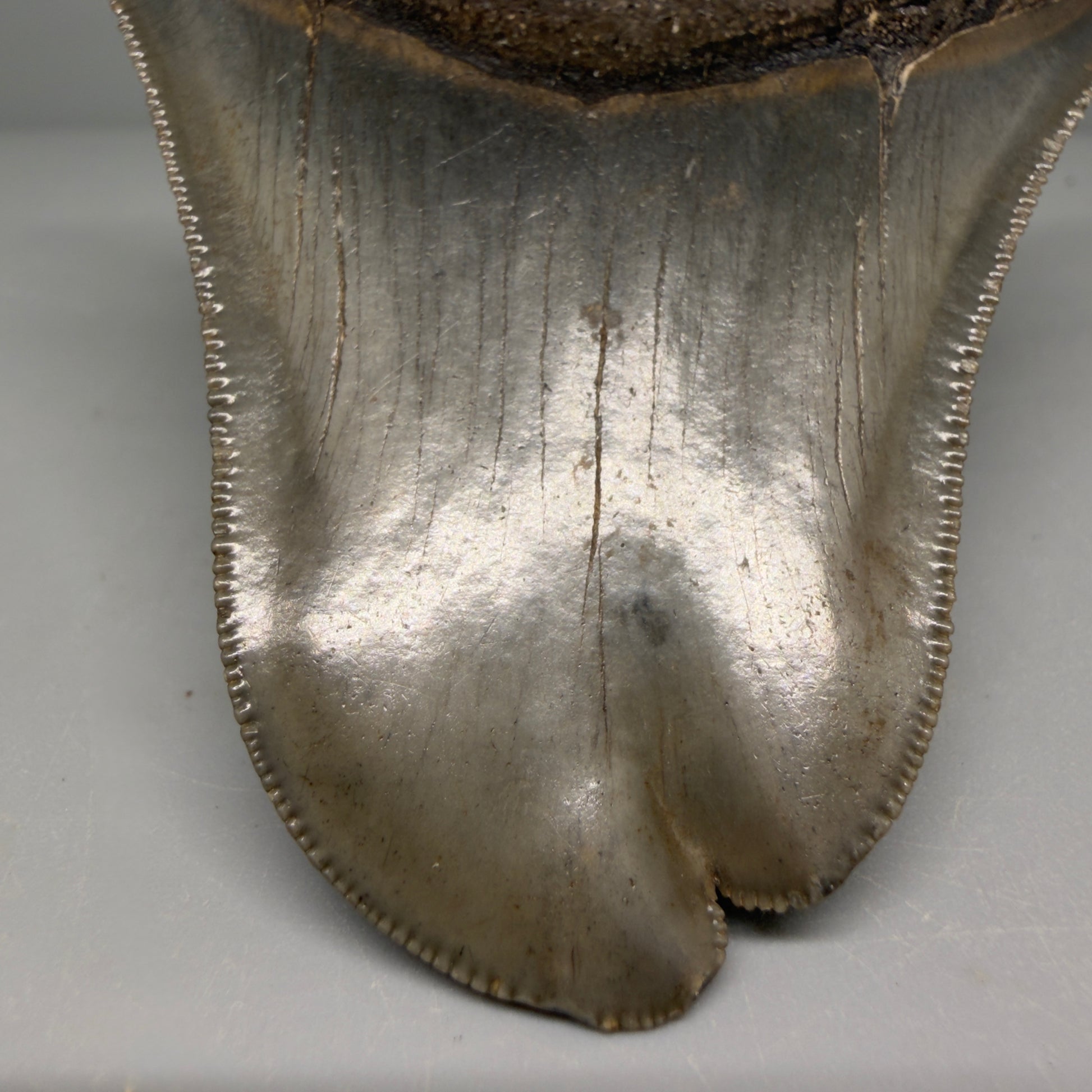 Tip Detail View Collector's Quality, RARE Deformed 3.75" Fossil Megalodon Tooth - Georgia CM6385 