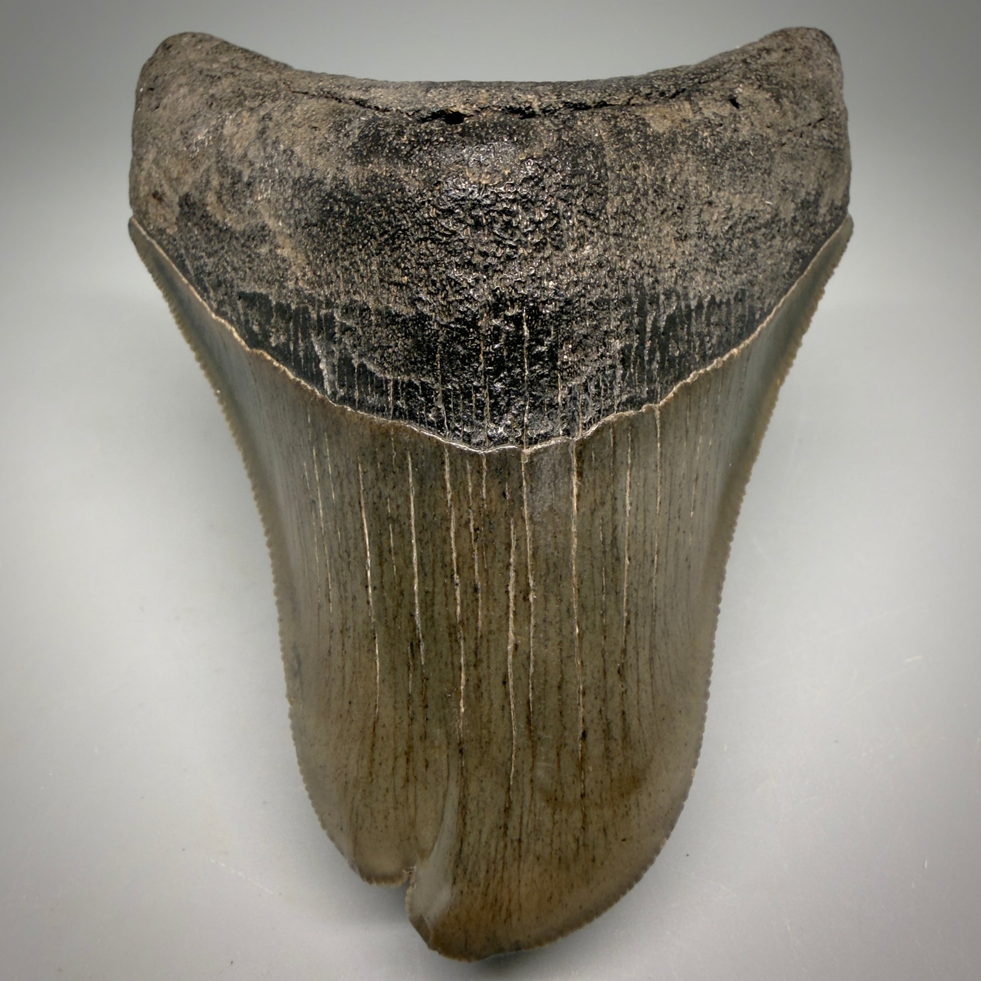 Front View Collector's Quality, RARE Deformed 3.75" Fossil Megalodon Tooth - Georgia CM6385 - 2