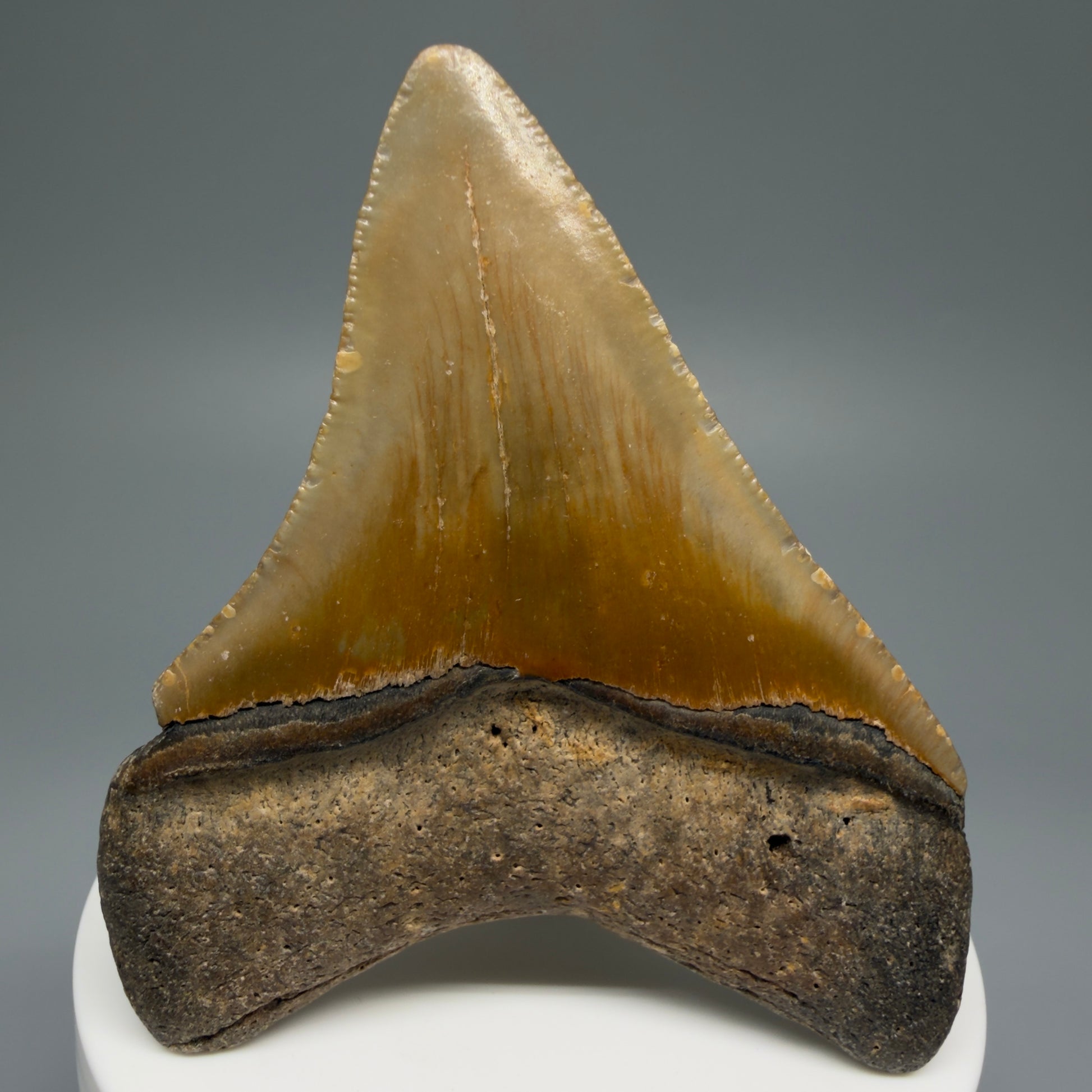 Back View 2.89" Fossil Megalodon Tooth - Authentic Carcharocles megalodon Fossil from North Carolina CM5453