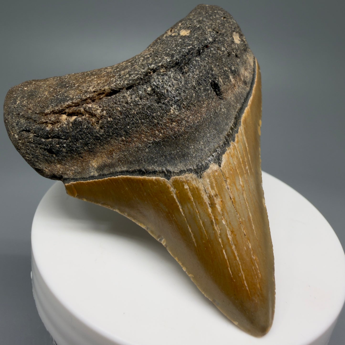 Front Left View 2.89" Fossil Megalodon Tooth - Authentic Carcharocles megalodon Fossil from North Carolina CM5453