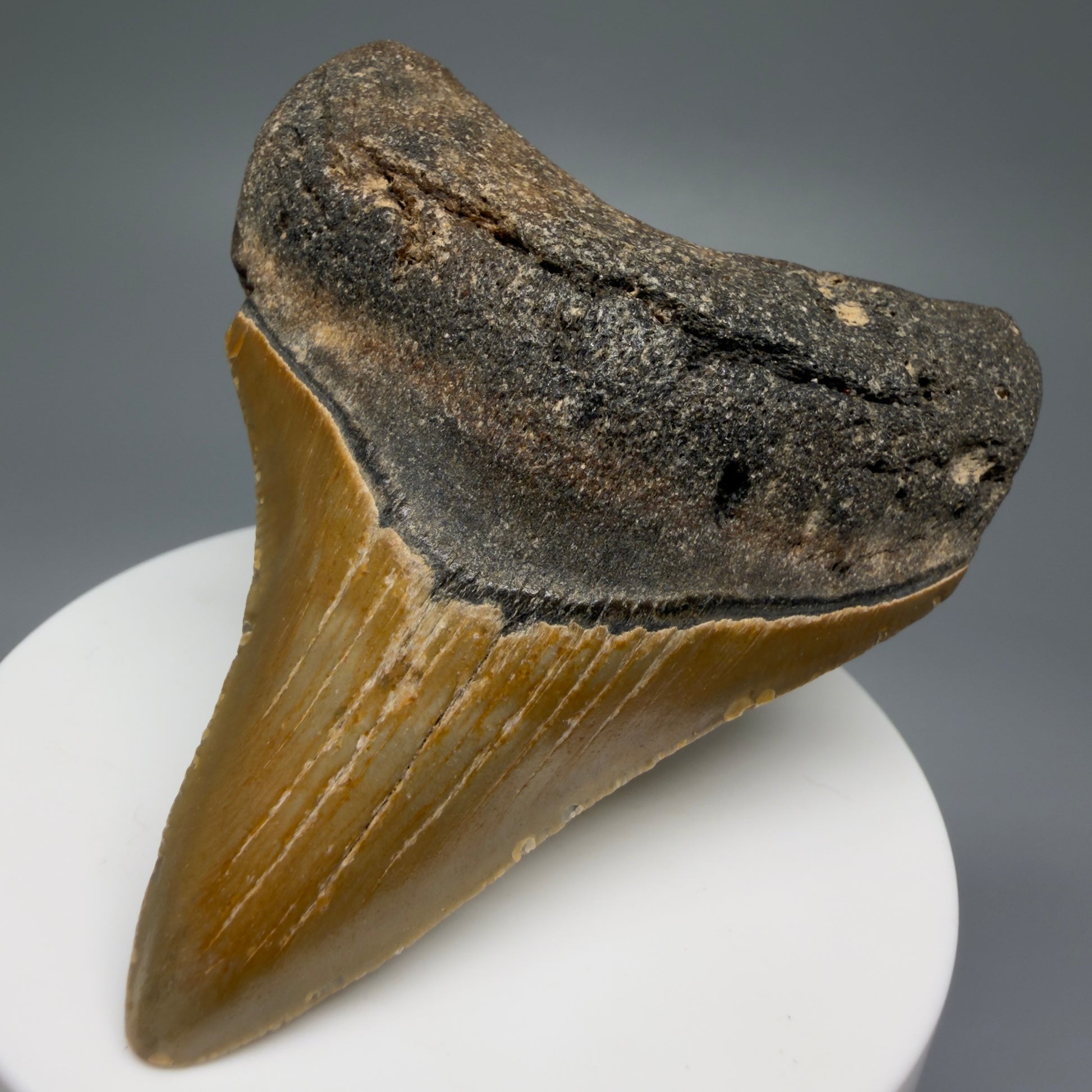 Front Right View 2.89" Fossil Megalodon Tooth - Authentic Carcharocles megalodon Fossil from North Carolina CM5453