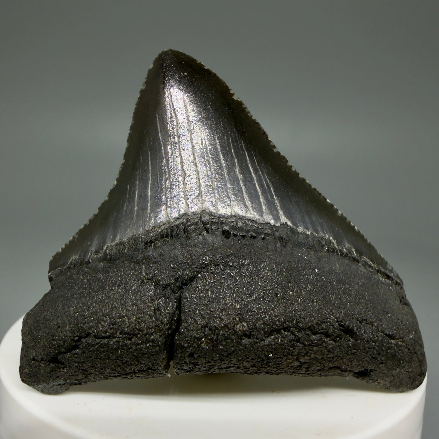 Front View 2.10" Dark colors Posterior Fossil Megalodon Tooth – South Carolina River Find | Authentic Megalodon Tooth CM5904