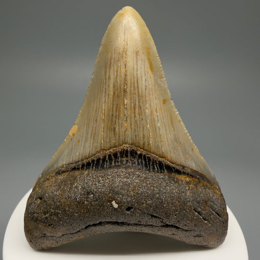 Front View 2.77" Fossil Megalodon Tooth - Authentic Carcharocles megalodon Fossil from North Carolina CM5452