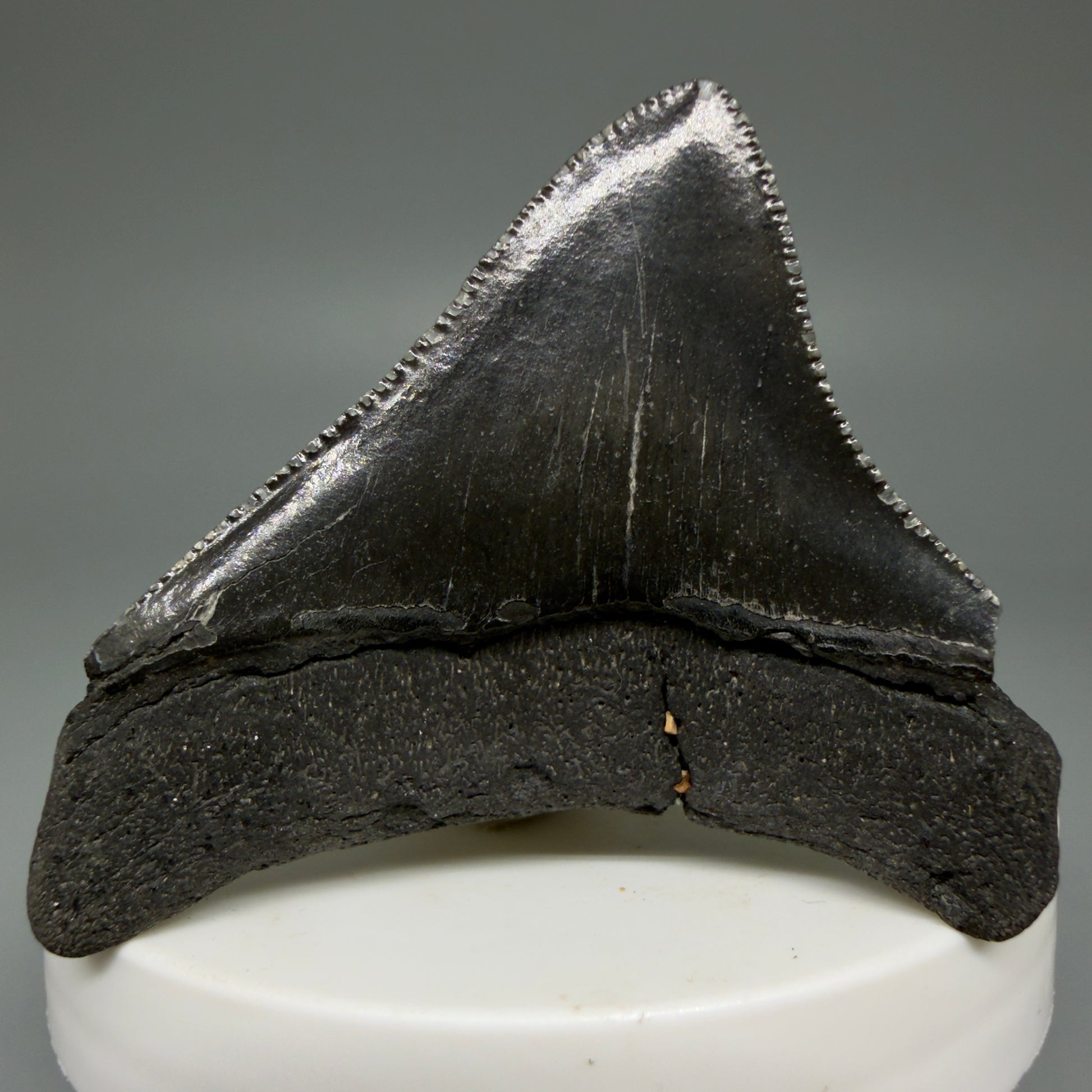 Back View 2.10" Dark colors Posterior Fossil Megalodon Tooth – South Carolina River Find | Authentic Megalodon Tooth CM5904