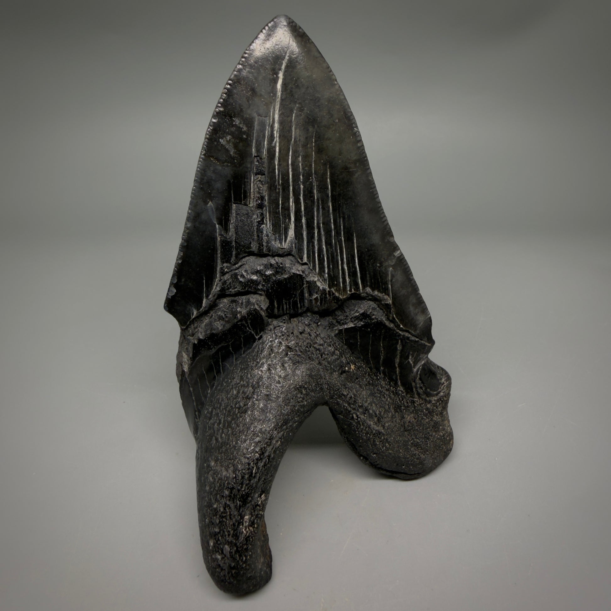 Back View Collector's Quality, RARE Deformed 4.81" Fossil Megalodon Tooth - South Carolina CM6384