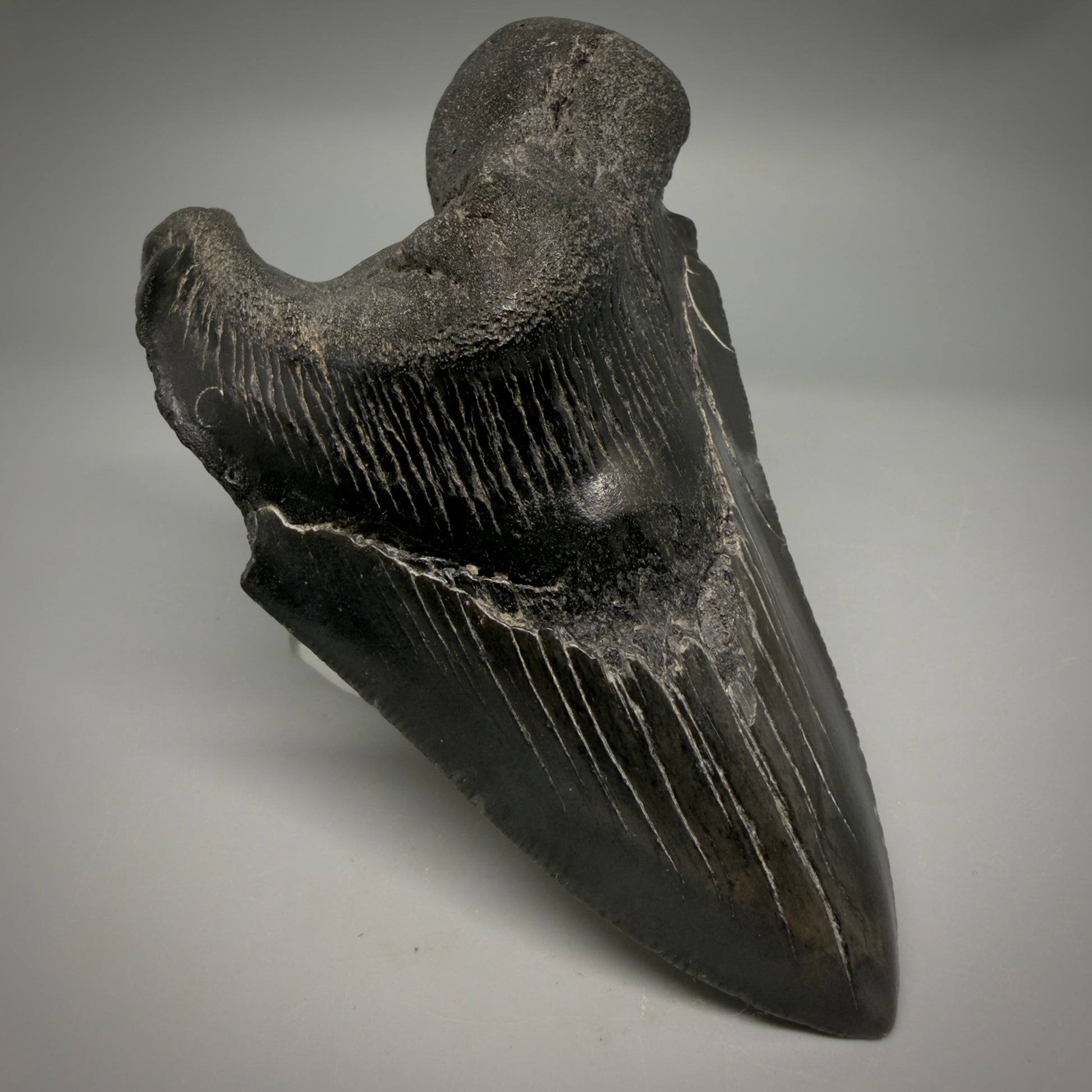 Front Left View Collector's Quality, RARE Deformed 4.81" Fossil Megalodon Tooth - South Carolina CM6384 - 1