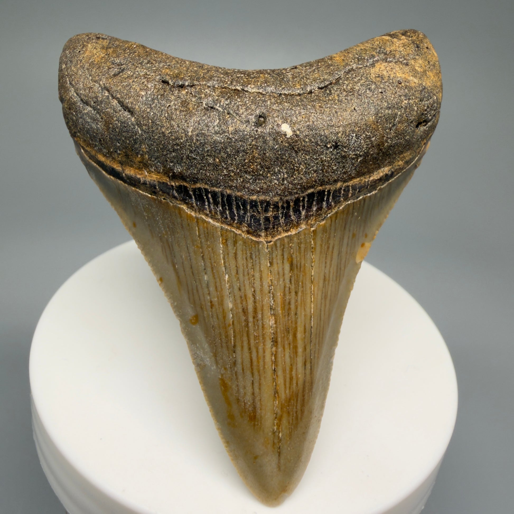 Front View Tip Down 2.77" Fossil Megalodon Tooth - Authentic Carcharocles megalodon Fossil from North Carolina CM5452