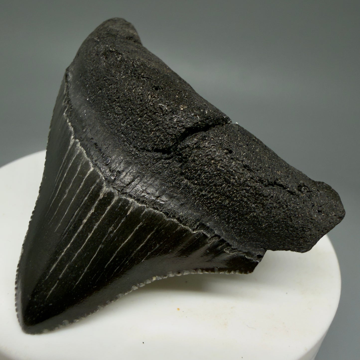 Front Right View 2.10" Dark colors Posterior Fossil Megalodon Tooth – South Carolina River Find | Authentic Megalodon Tooth CM5904 