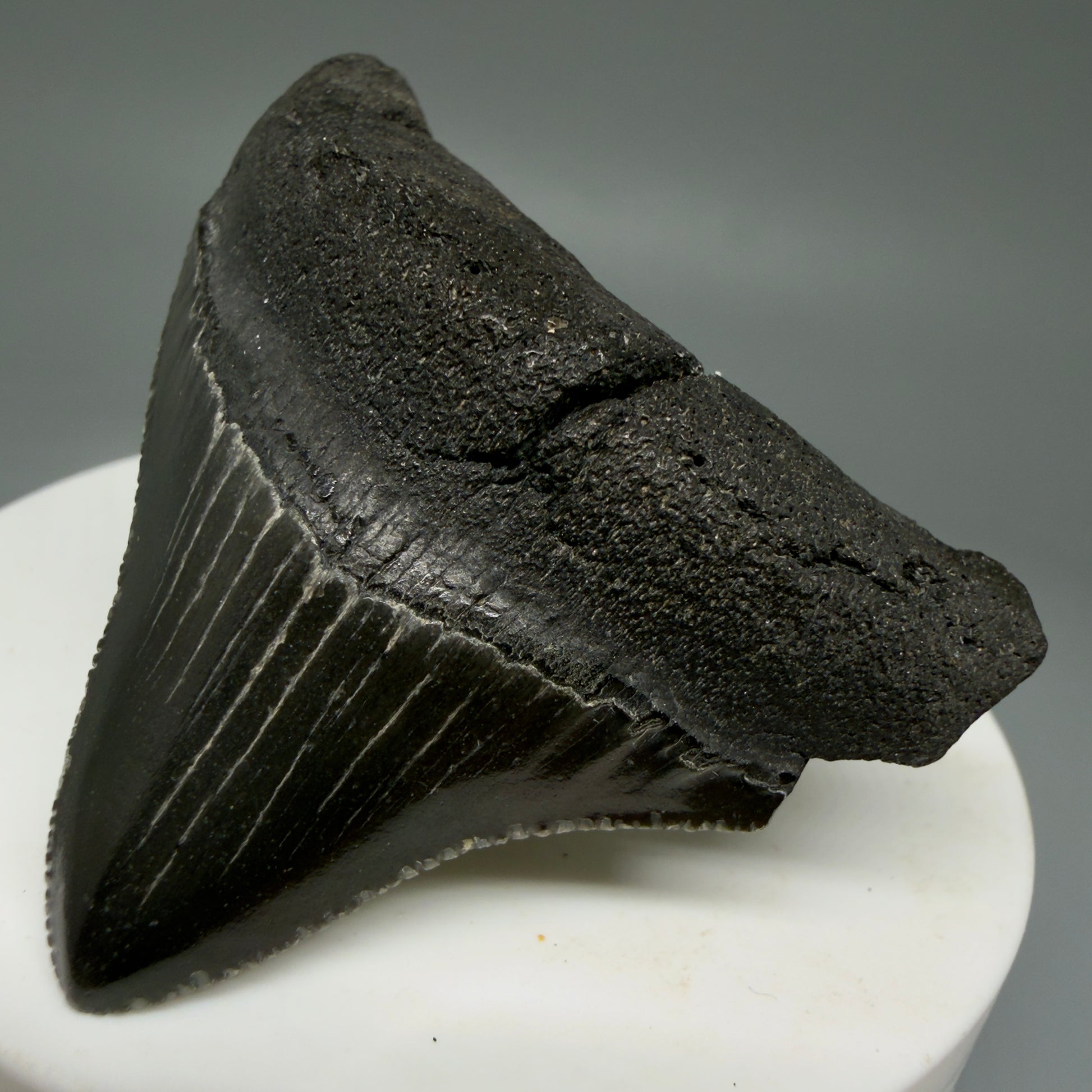 Front Right View 2.10" Dark colors Posterior Fossil Megalodon Tooth – South Carolina River Find | Authentic Megalodon Tooth CM5904 