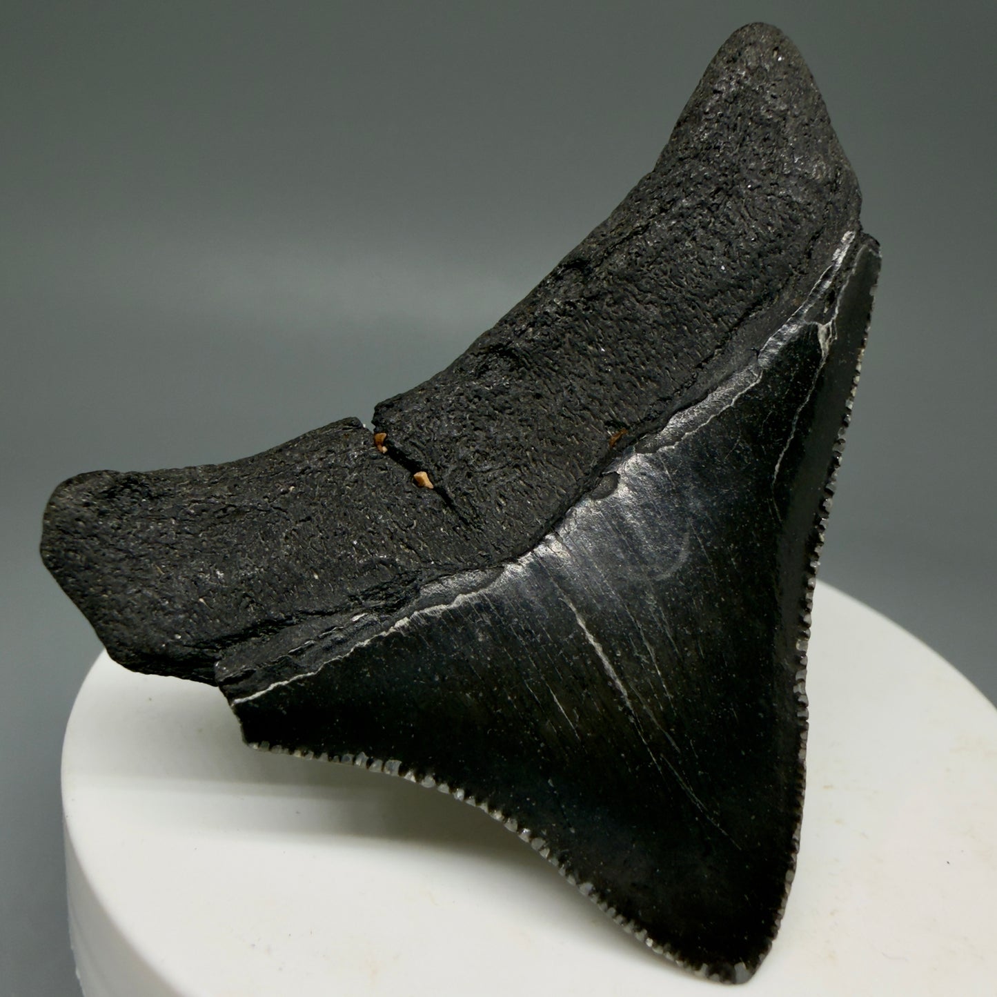 Back Left View 2.10" Dark colors Posterior Fossil Megalodon Tooth – South Carolina River Find | Authentic Megalodon Tooth CM5904