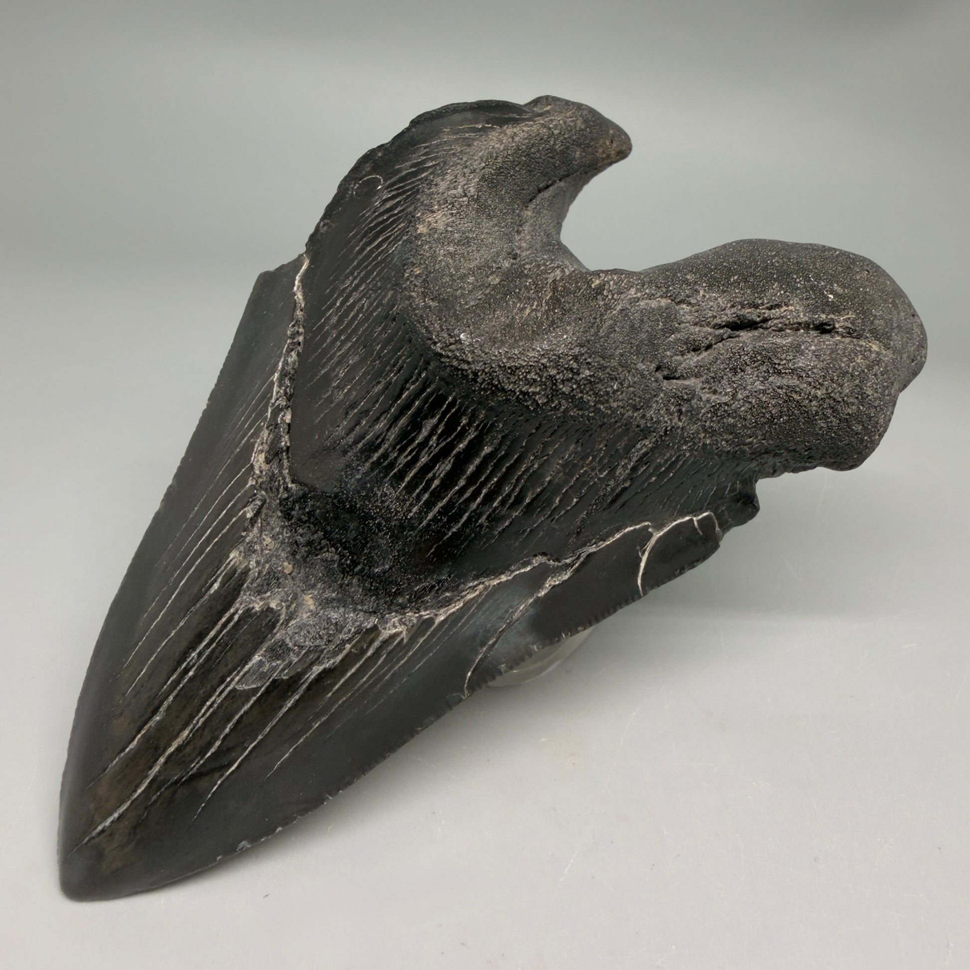 Front Right View Collector's Quality, RARE Deformed 4.81" Fossil Megalodon Tooth - South Carolina CM6384 - 1