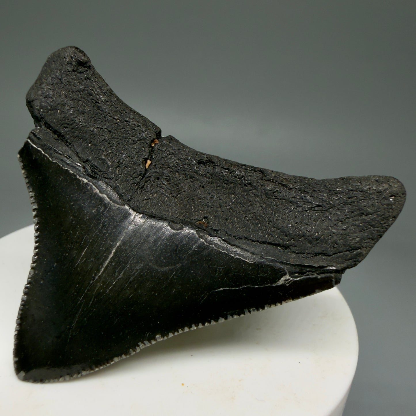 Back Right View 2.10" Dark colors Posterior Fossil Megalodon Tooth – South Carolina River Find | Authentic Megalodon Tooth CM5904