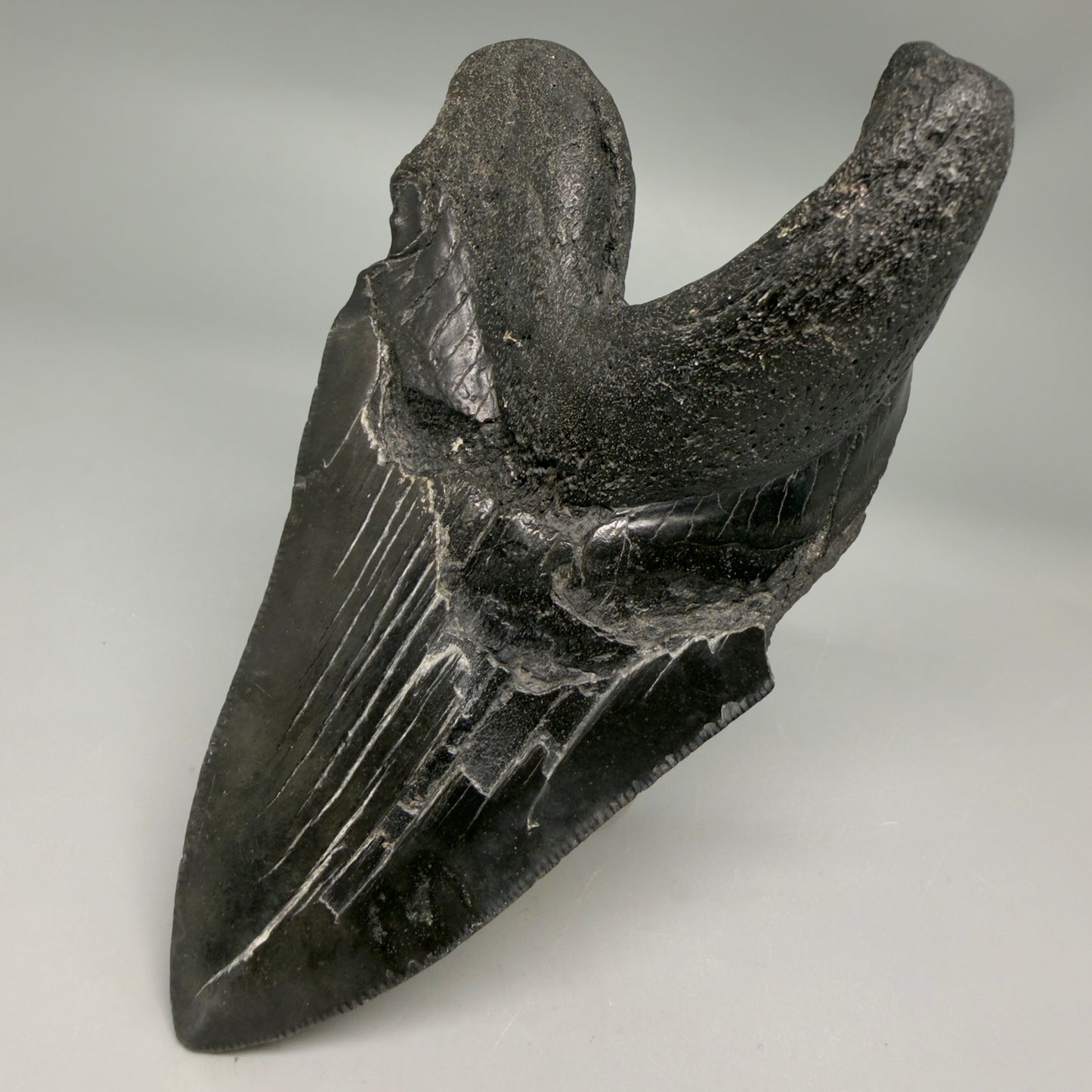 Back Right View Collector's Quality, RARE Deformed 4.81" Fossil Megalodon Tooth - South Carolina CM6384 - 1