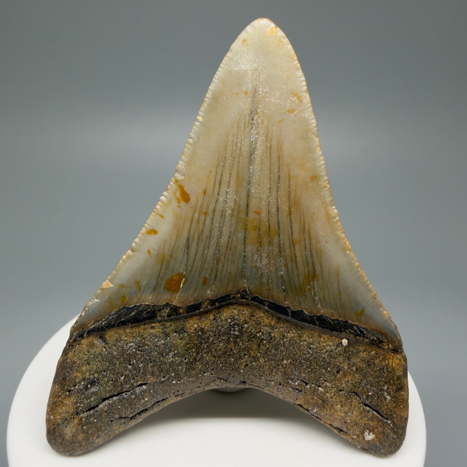 Back View 2.77" Fossil Megalodon Tooth - Authentic Carcharocles megalodon Fossil from North Carolina CM5452