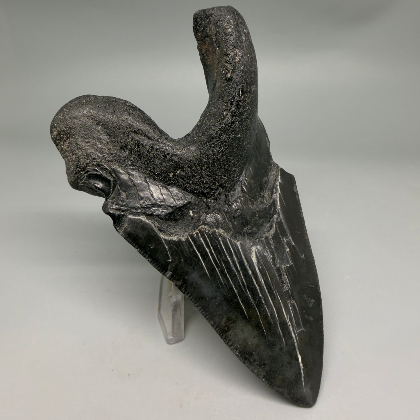 Back Left View Collector's Quality, RARE Deformed 4.81" Fossil Megalodon Tooth - South Carolina CM6384