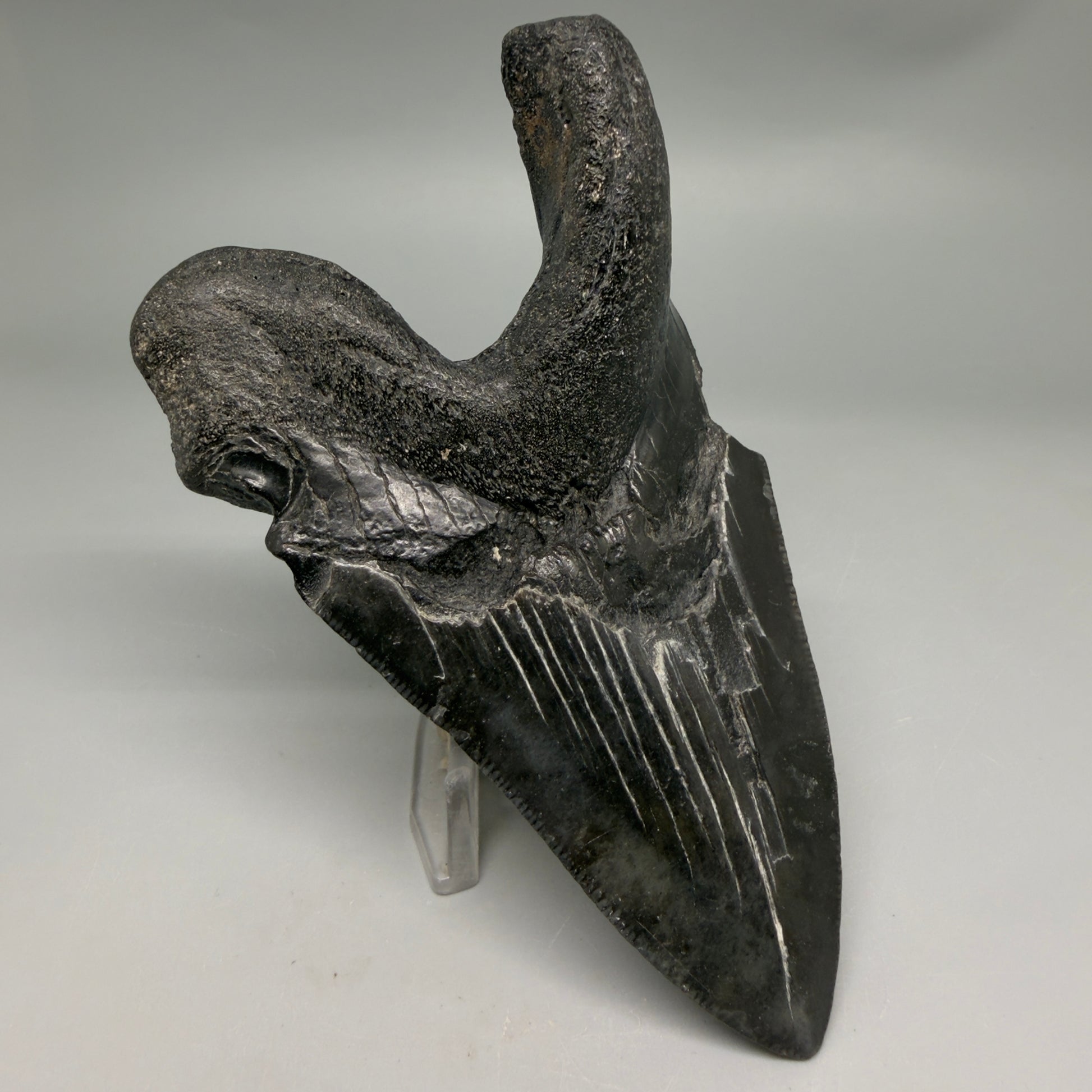 Back Left View Collector's Quality, RARE Deformed 4.81" Fossil Megalodon Tooth - South Carolina CM6384