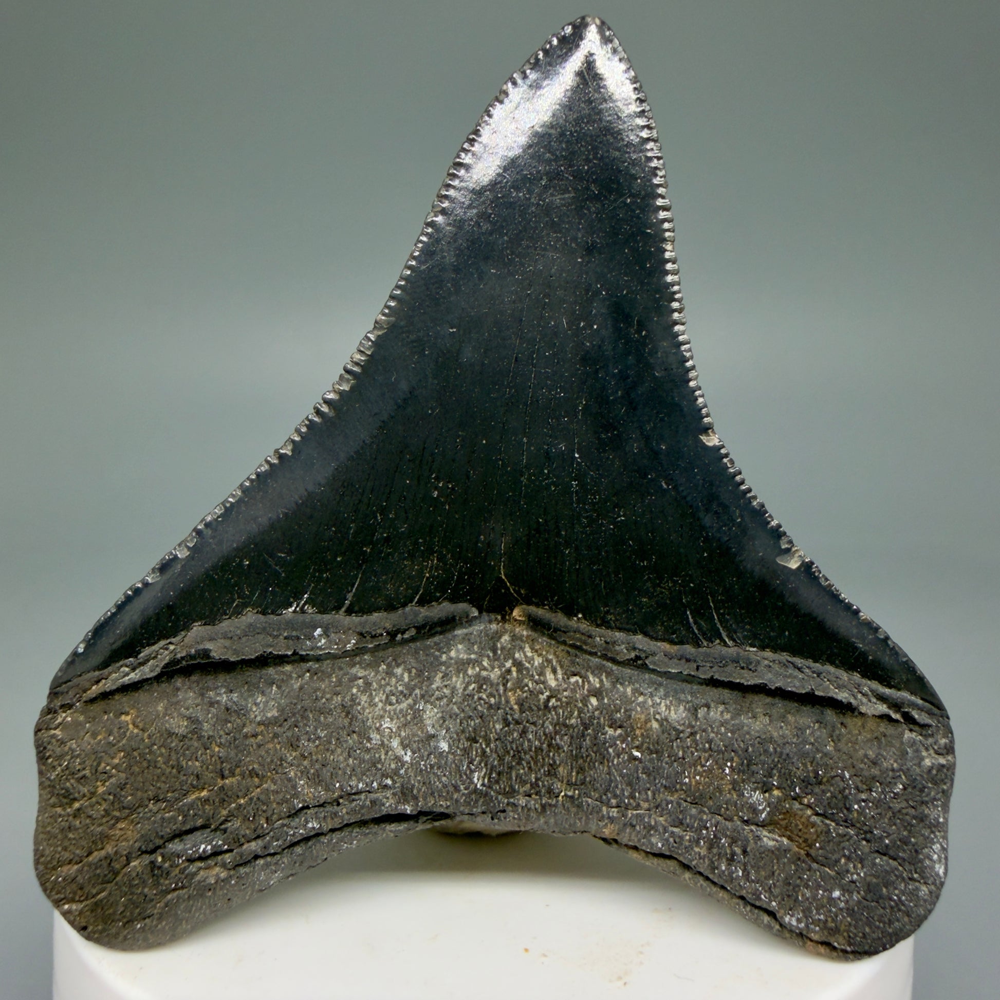 Back View 2.69" Colorful lateral Fossil Megalodon Tooth – South Carolina River Find | Authentic Megalodon Tooth CM5905
