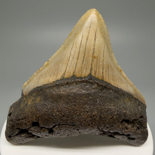 Front View 2.53" Fossil Megalodon Tooth - Authentic Carcharocles megalodon Fossil from North Carolina CM5449