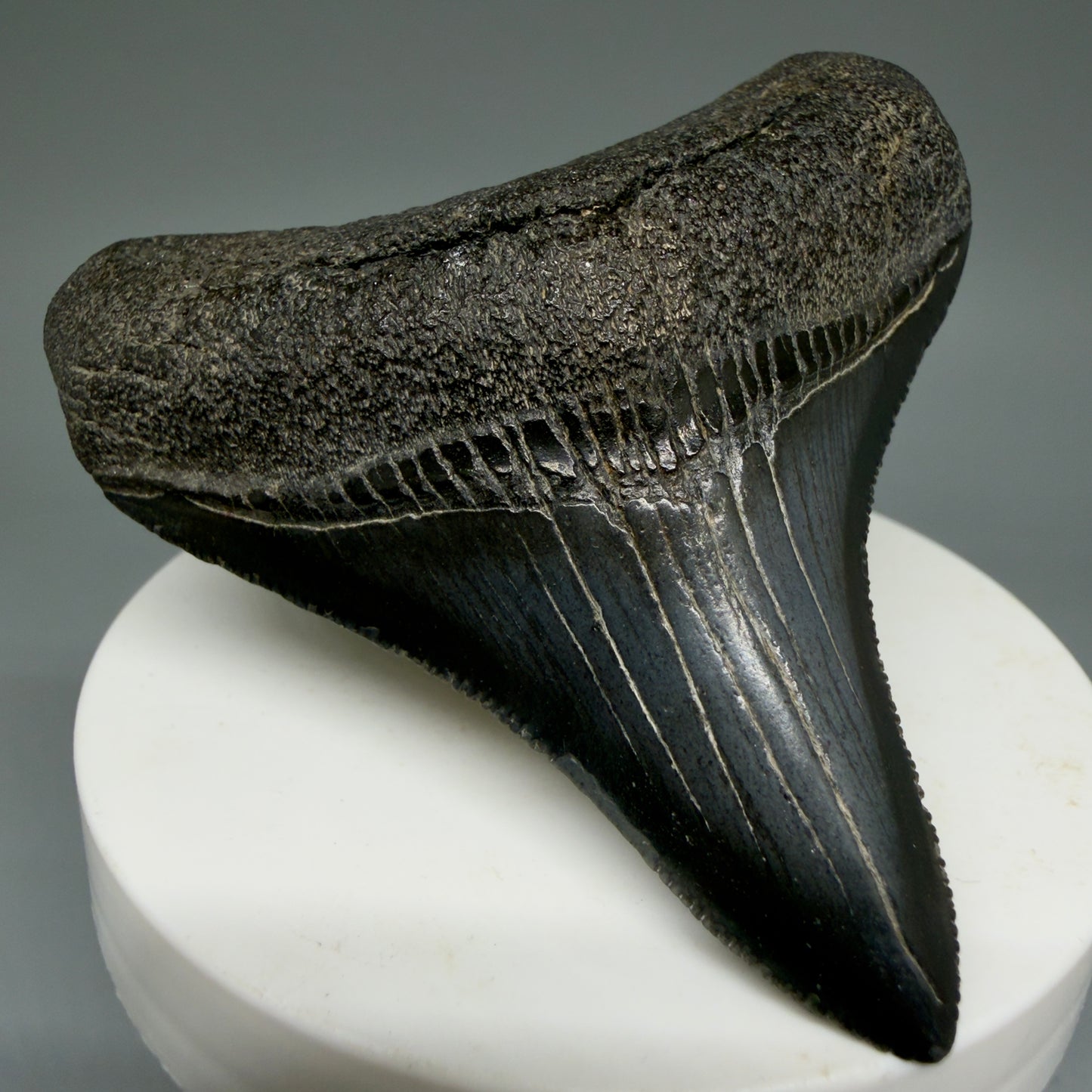 Front Left View 2.69" Colorful lateral Fossil Megalodon Tooth – South Carolina River Find | Authentic Megalodon Tooth CM5905 