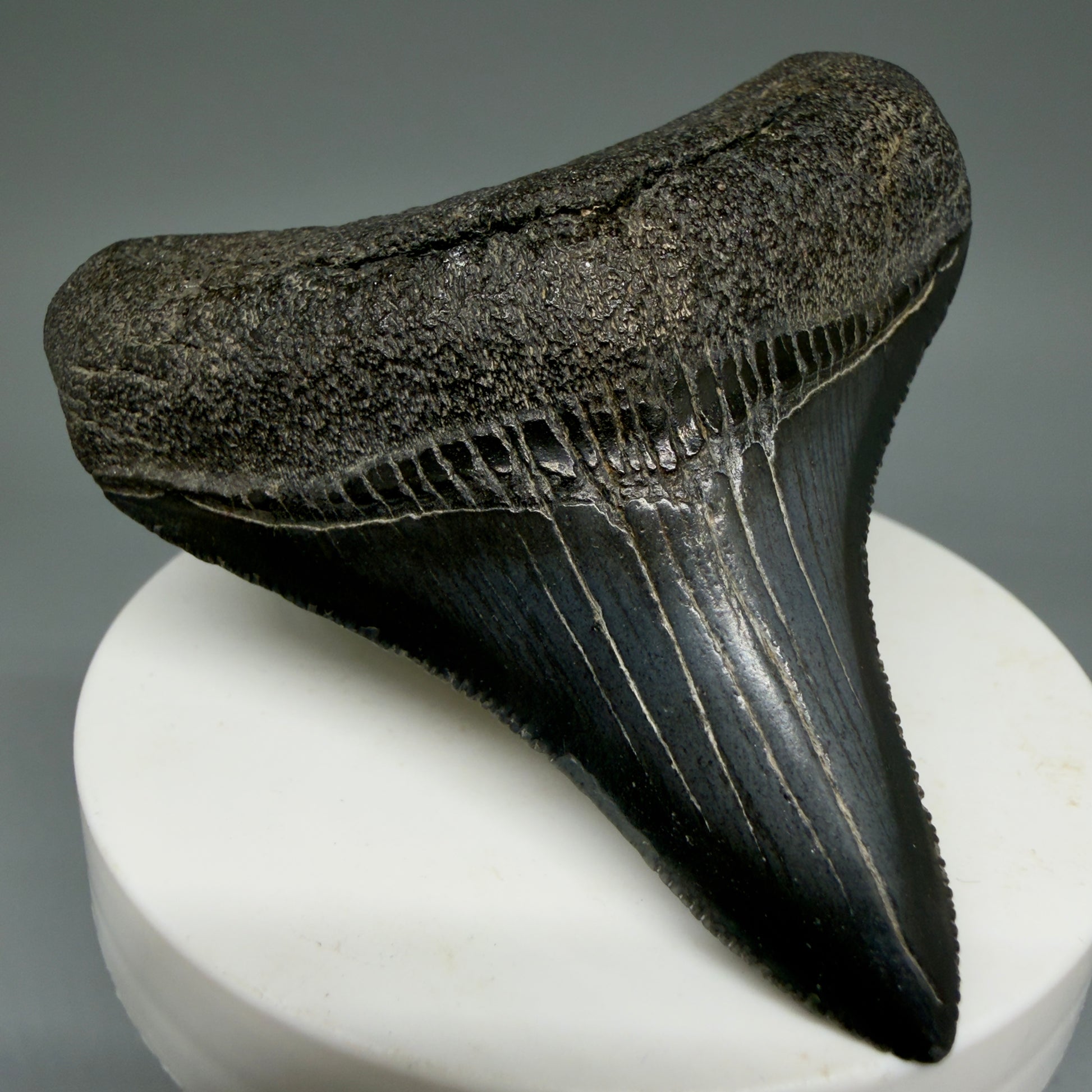 Front Left View 2.69" Colorful lateral Fossil Megalodon Tooth – South Carolina River Find | Authentic Megalodon Tooth CM5905 