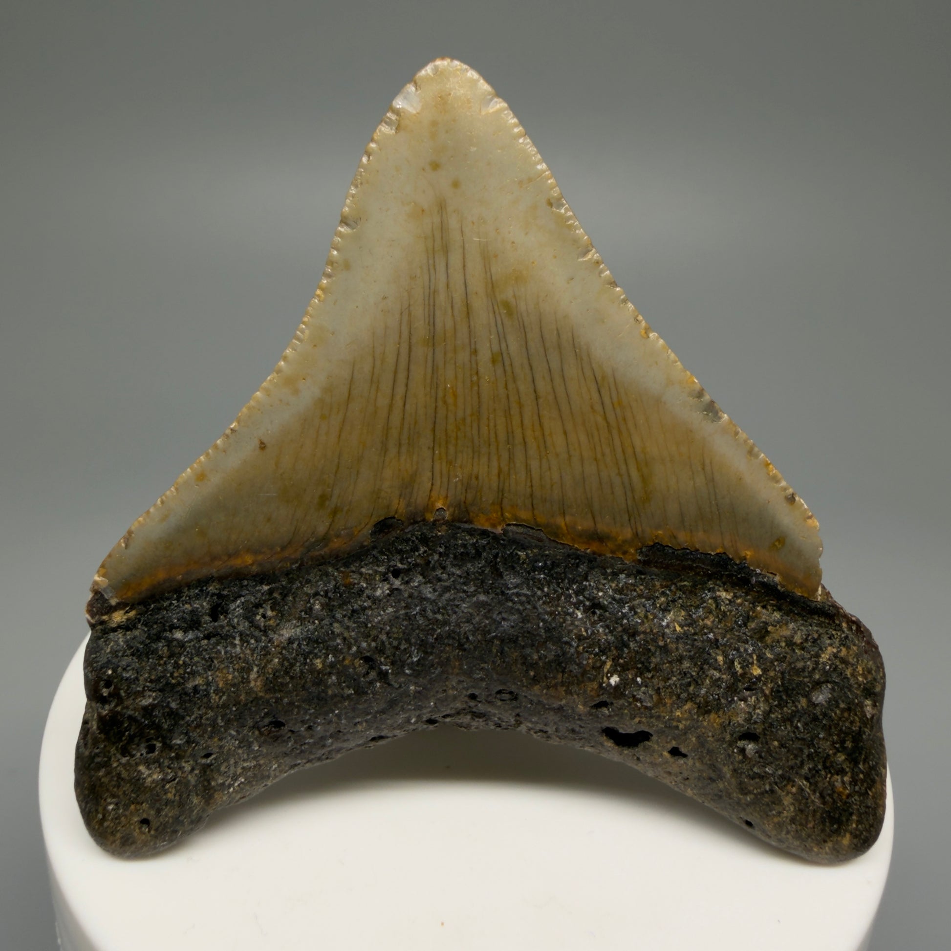 Back View 2.53" Fossil Megalodon Tooth - Authentic Carcharocles megalodon Fossil from North Carolina CM5449