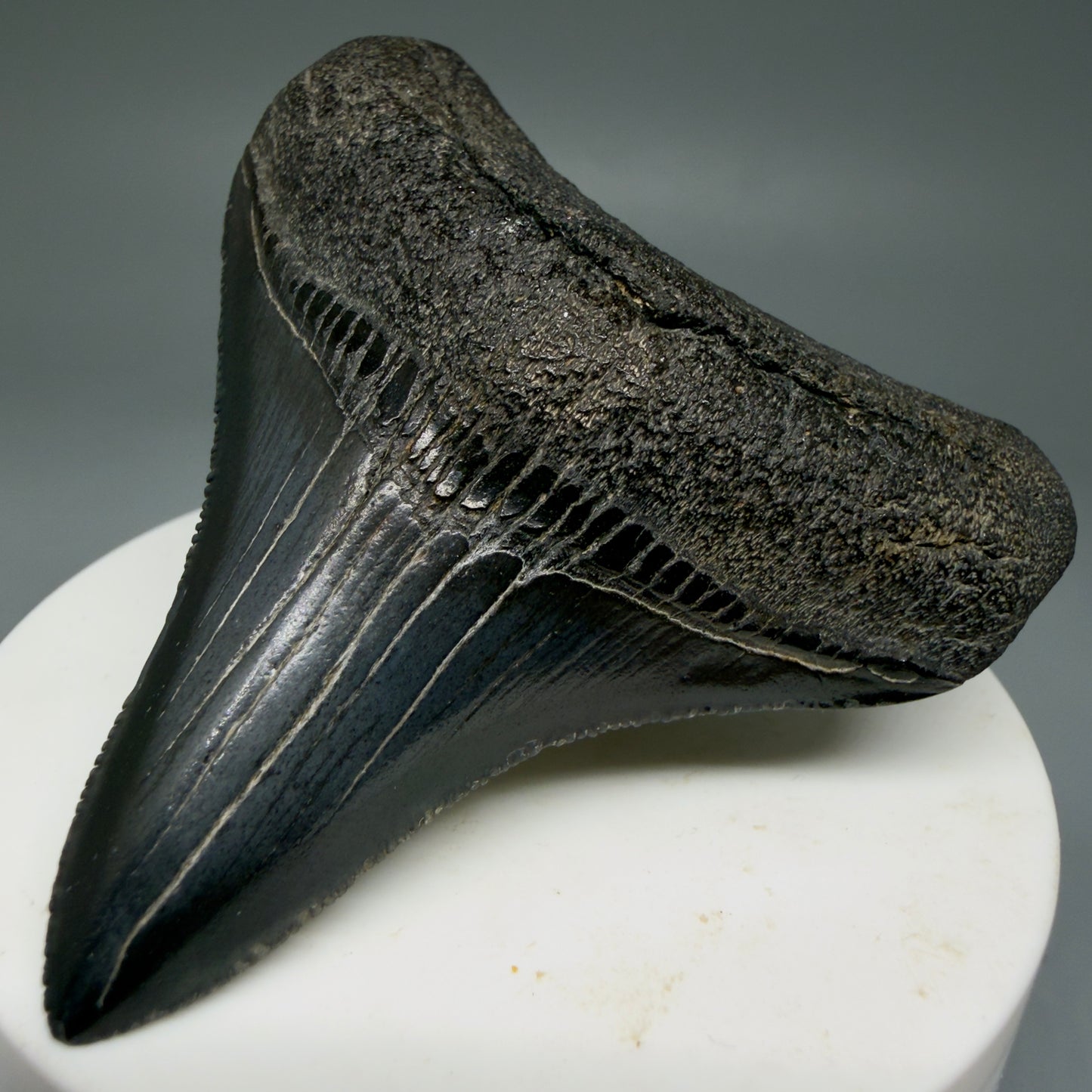 Front Right View 2.69" Colorful lateral Fossil Megalodon Tooth – South Carolina River Find | Authentic Megalodon Tooth CM5905