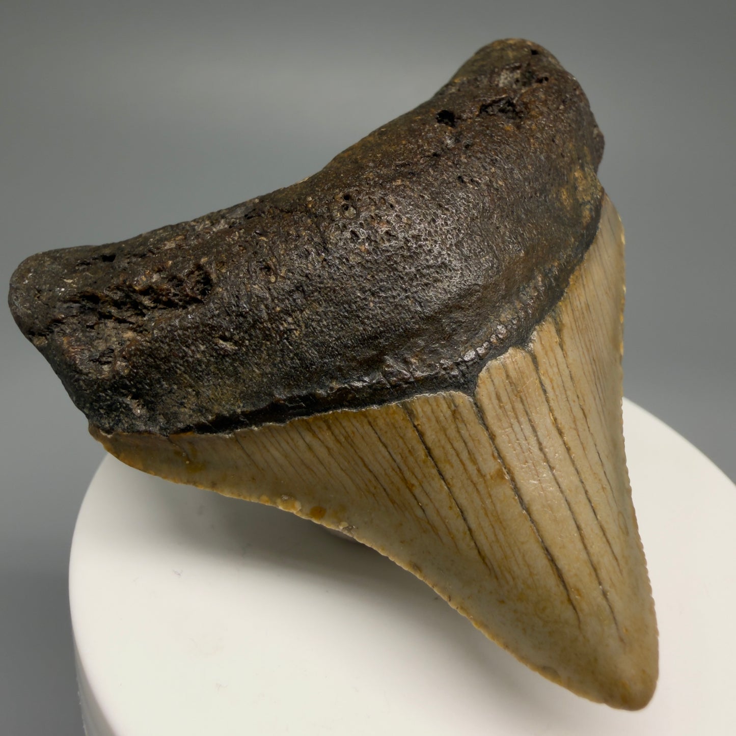 Front Left View 2.53" Fossil Megalodon Tooth - Authentic Carcharocles megalodon Fossil from North Carolina CM5449
