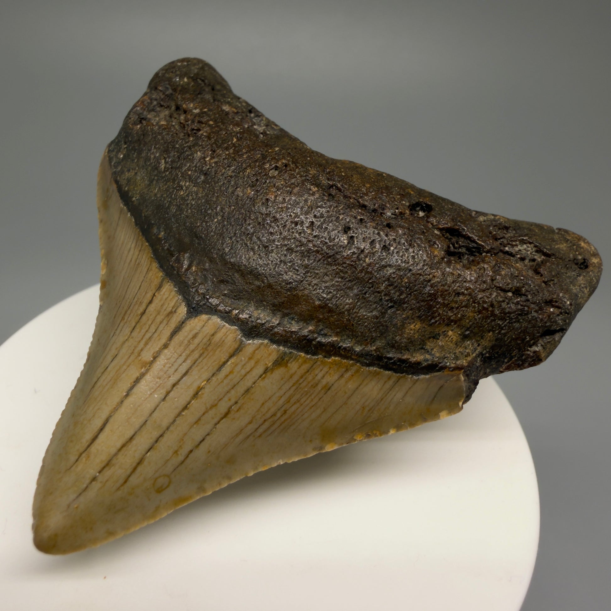 Front Right View 2.53" Fossil Megalodon Tooth - Authentic Carcharocles megalodon Fossil from North Carolina CM5449