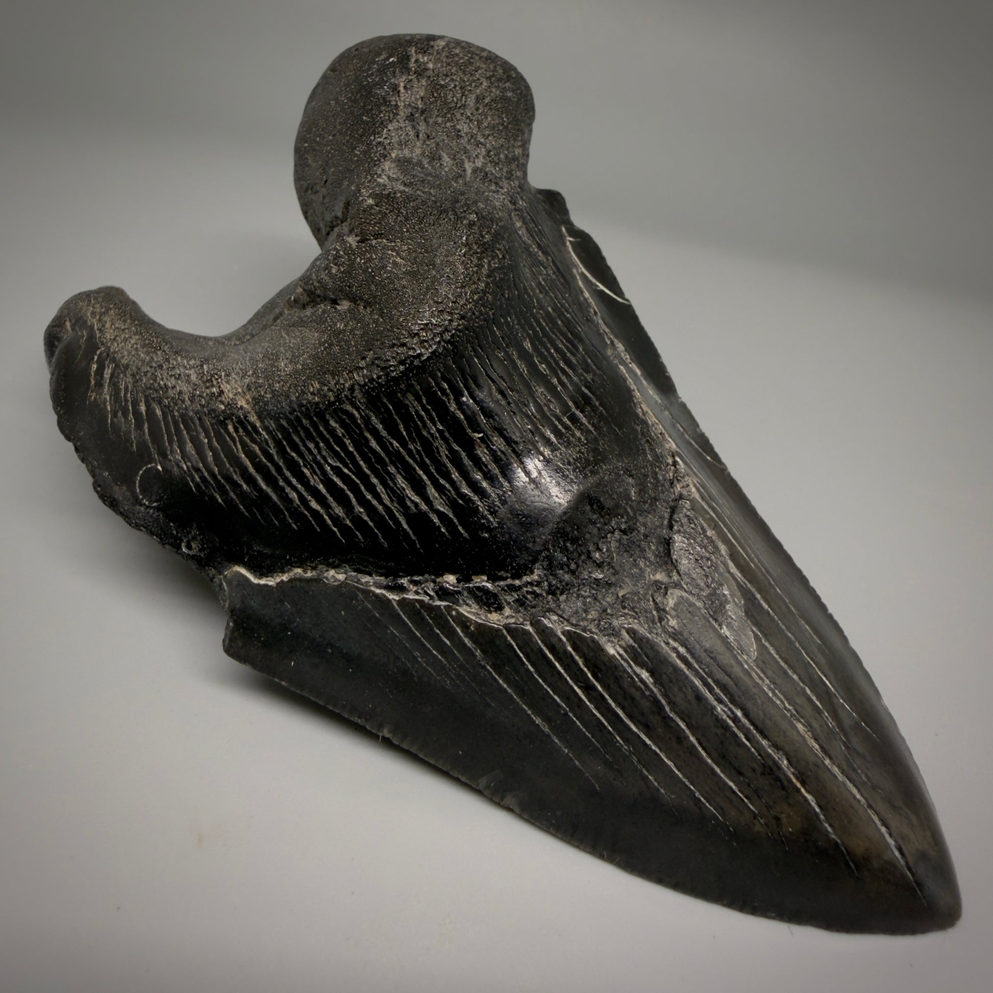 Front Left View Collector's Quality, RARE Deformed 4.81" Fossil Megalodon Tooth - South Carolina CM6384