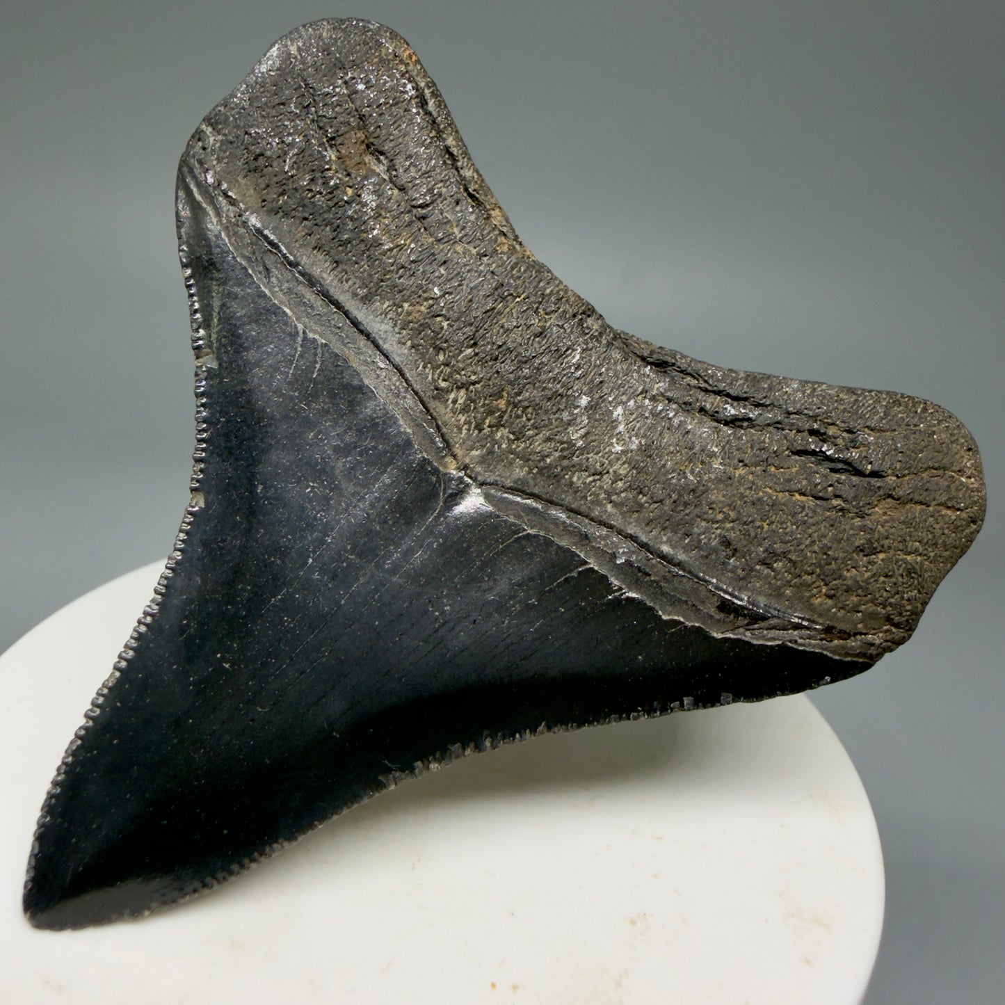 Back Right View 2.69" Colorful lateral Fossil Megalodon Tooth – South Carolina River Find | Authentic Megalodon Tooth CM5905