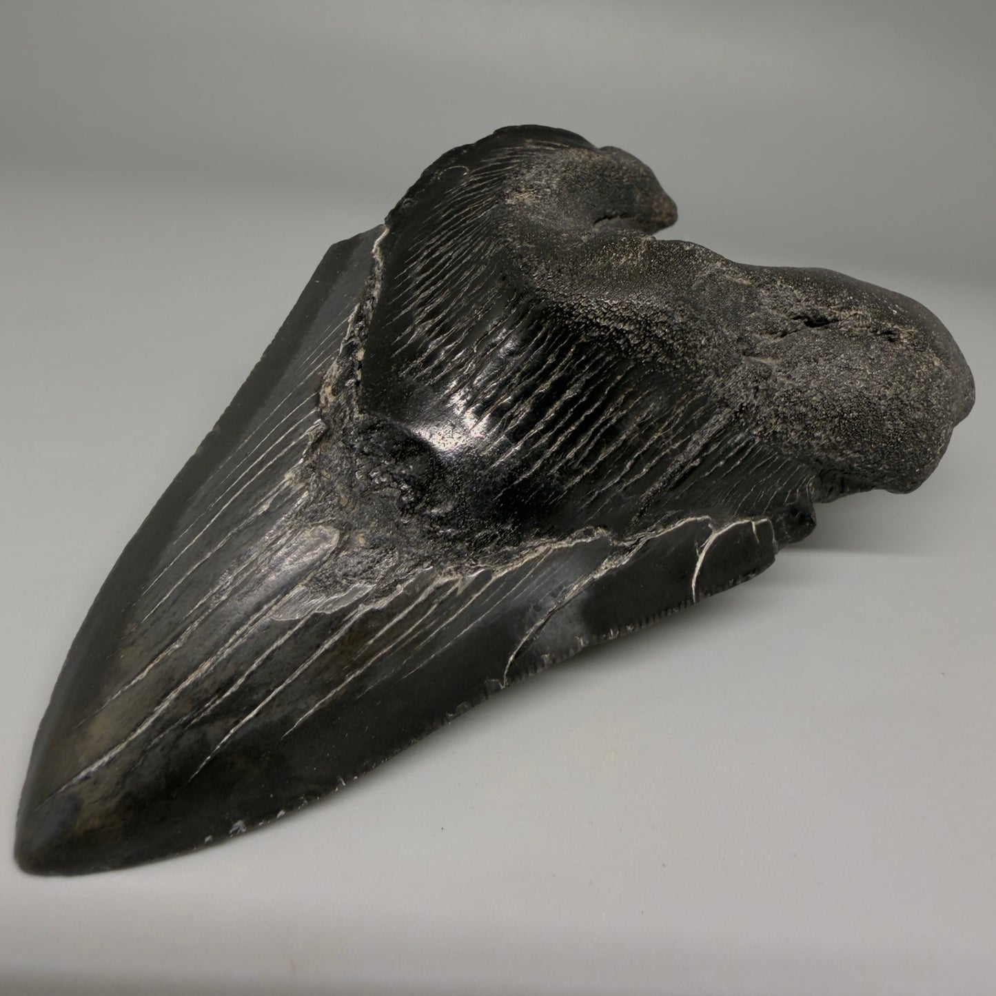 Front Right View Collector's Quality, RARE Deformed 4.81" Fossil Megalodon Tooth - South Carolina CM6384